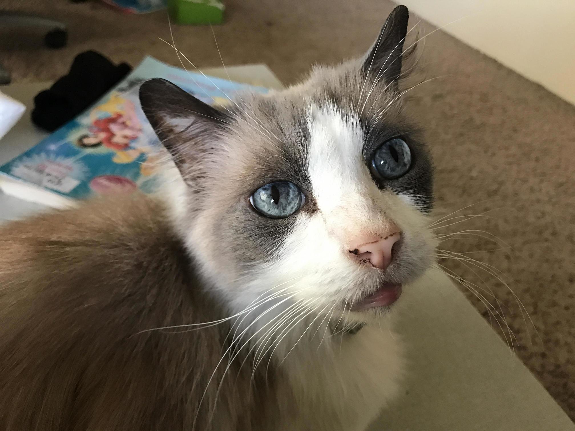 This Is Toast. Hes a Siameseragdoll Mix and We Dont Know What Exactly It Is That Hes Looking At.