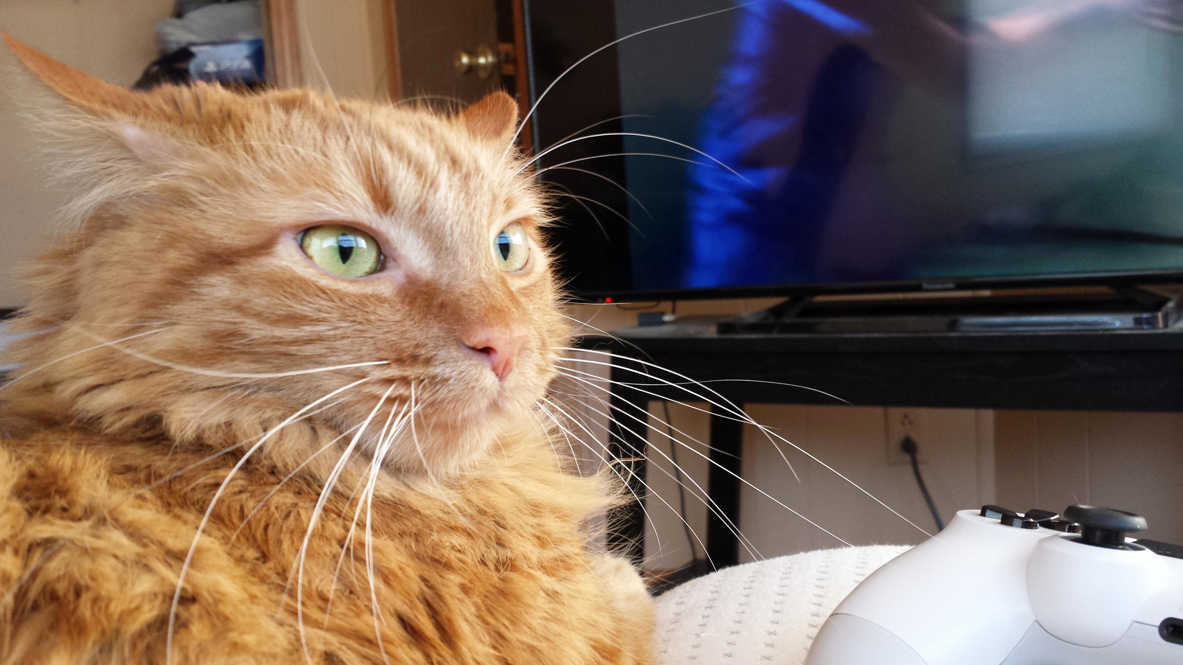 This Is Tywin Lord of Casterly-meowing at 500 Am for Food-rock