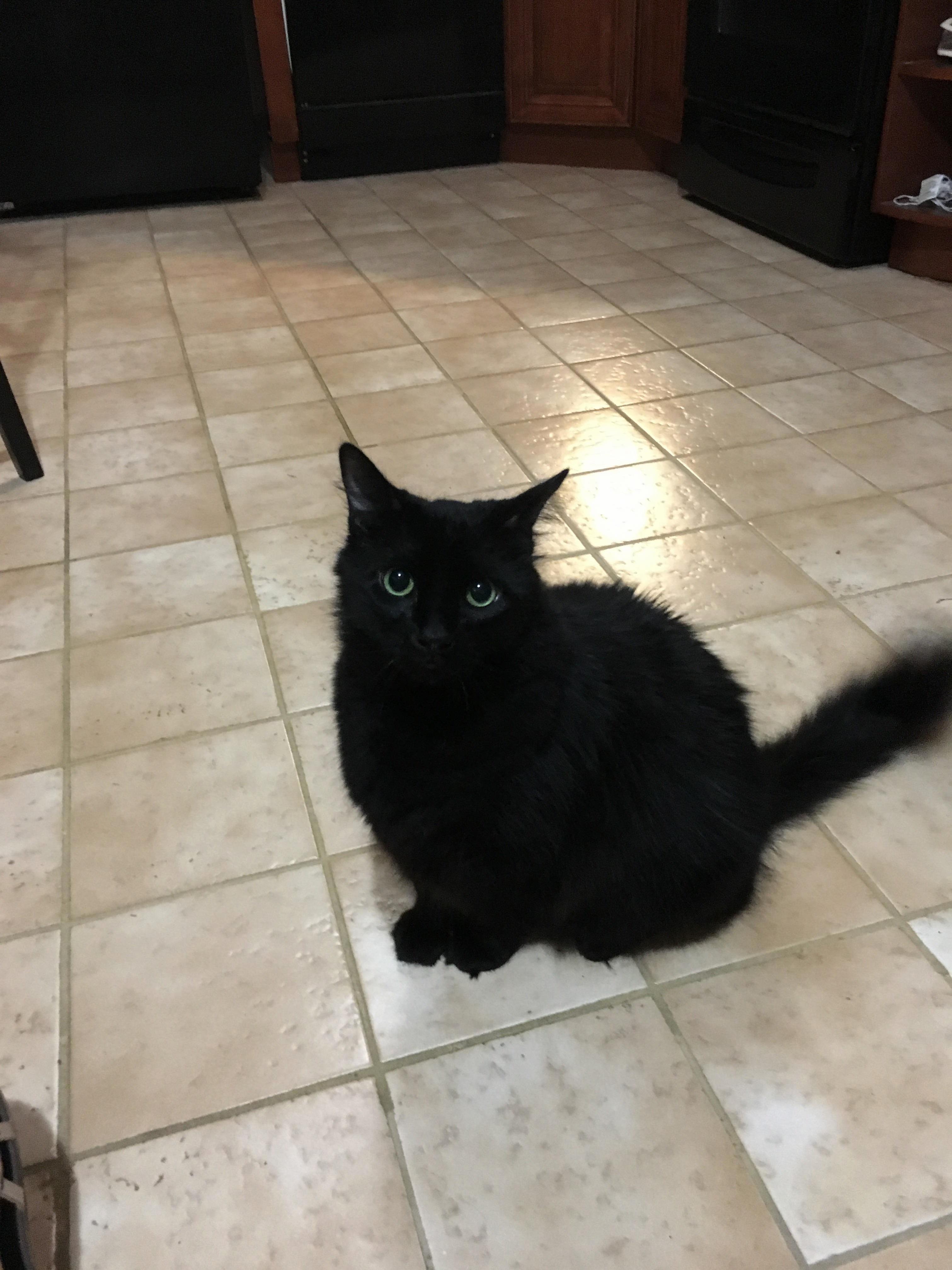 This Is Wolvie. He Has Prescription Food and Owns My Home and Heart.