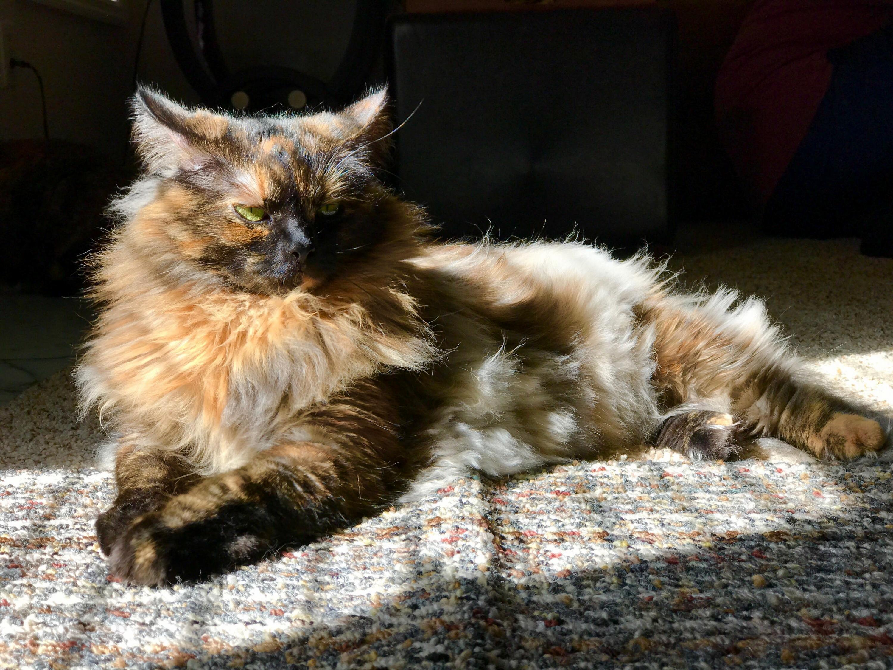 This Wicked Beauty