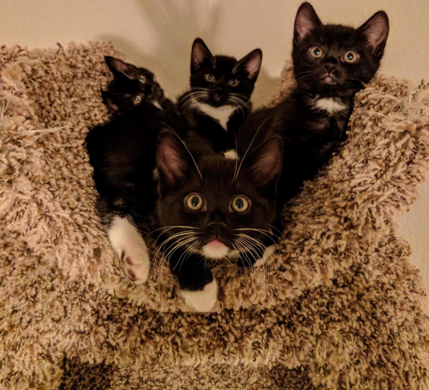 This Will Be Their Album Cover If They Start a Band