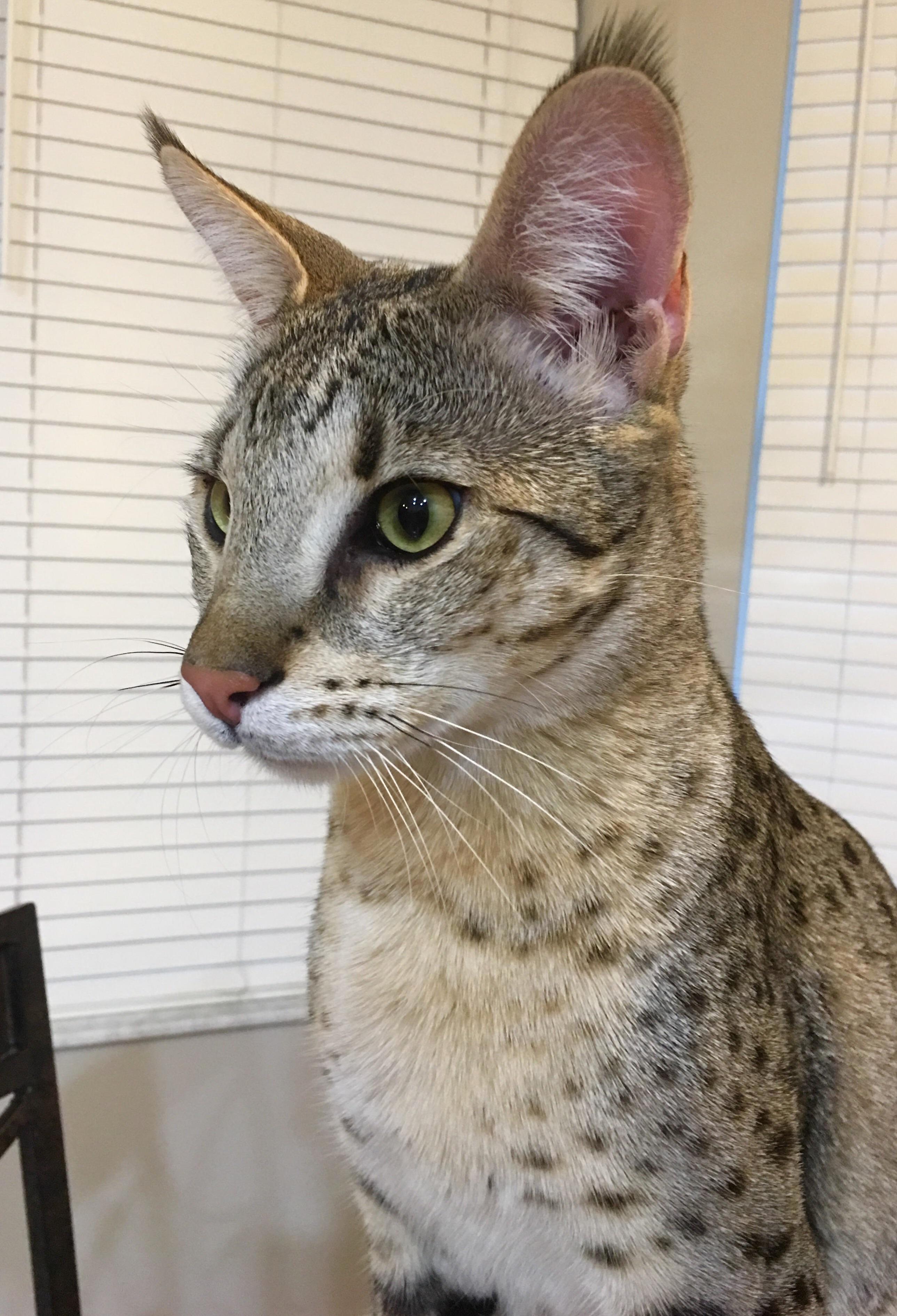 Those Ears