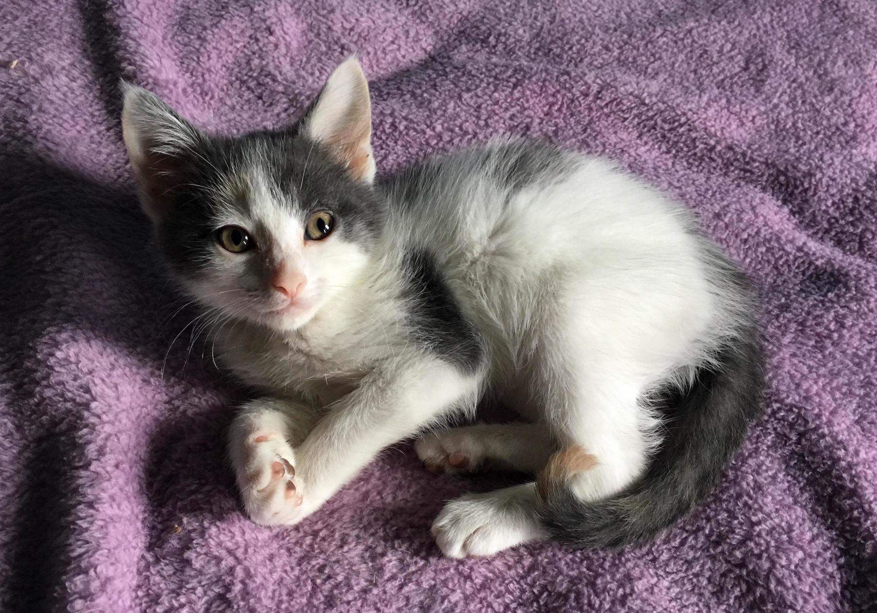 Tiny Unnamed Kitten