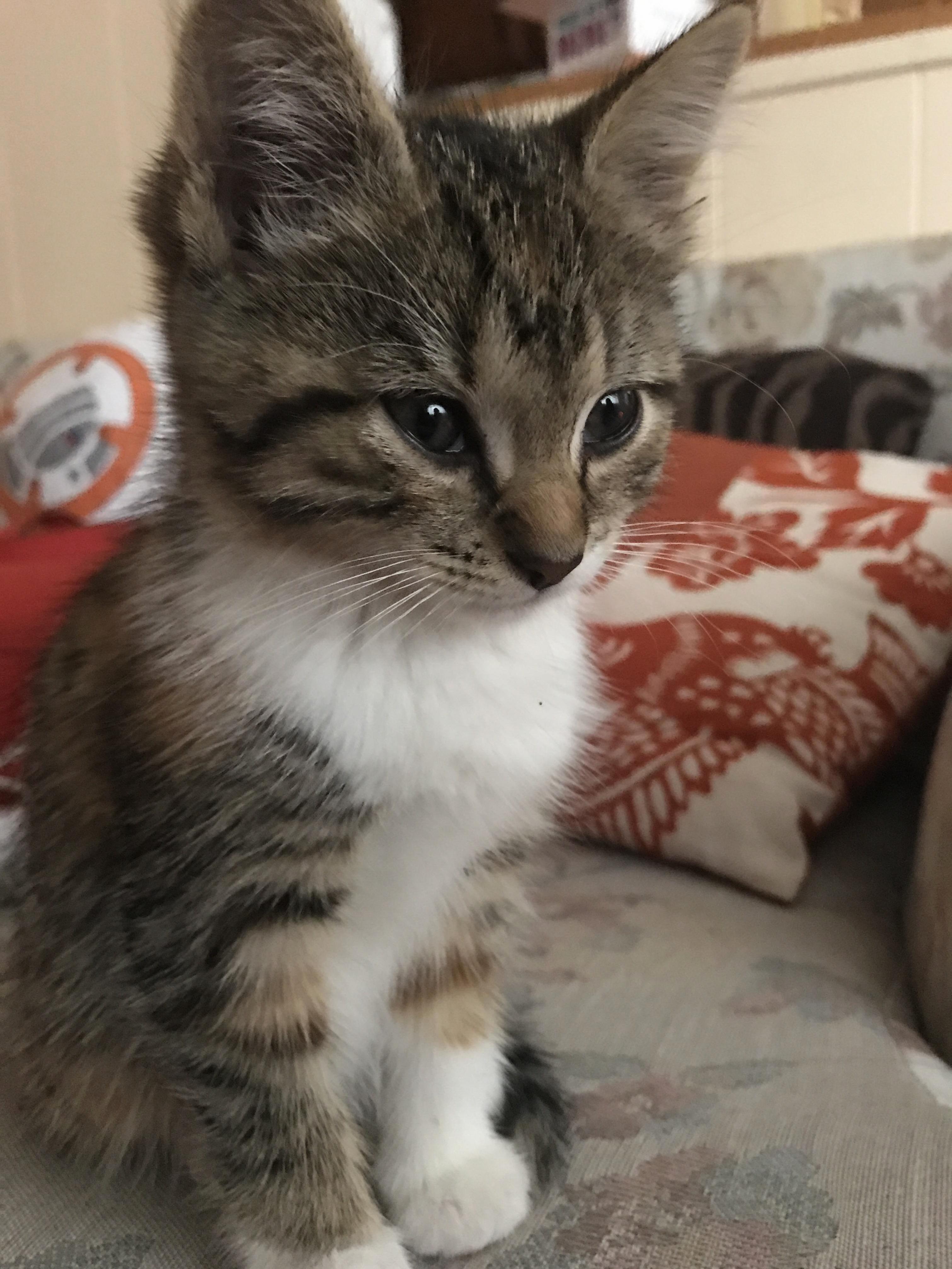 Today I Adopted This Little Muffin by Accident.