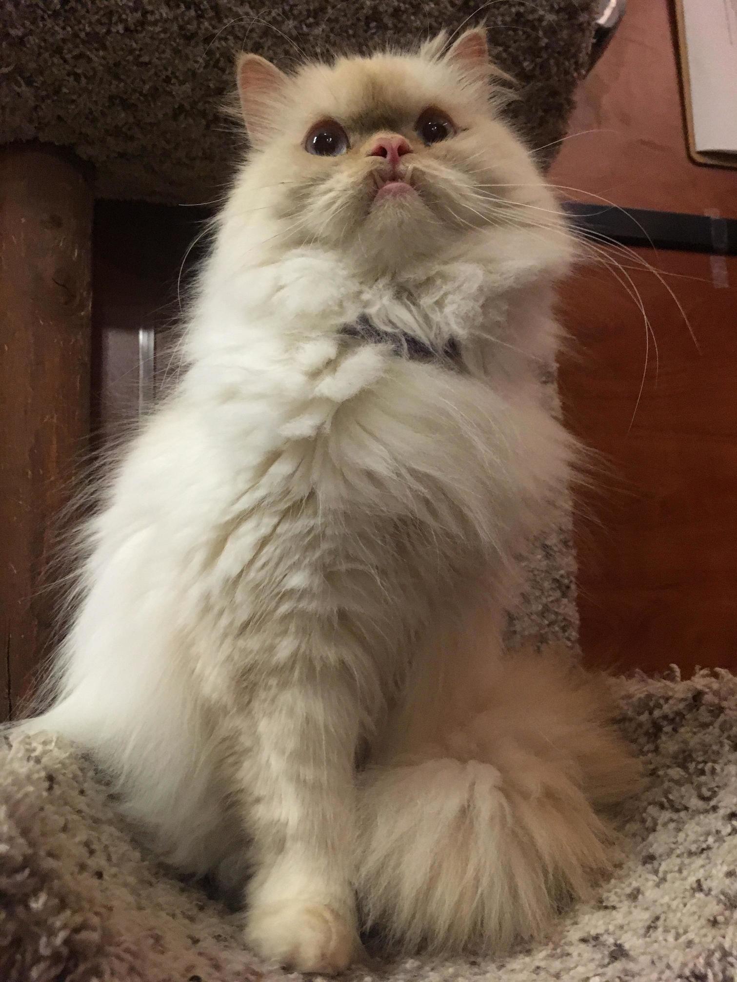 Today We Adopted Fluffy Hes Got Orc Teeth O