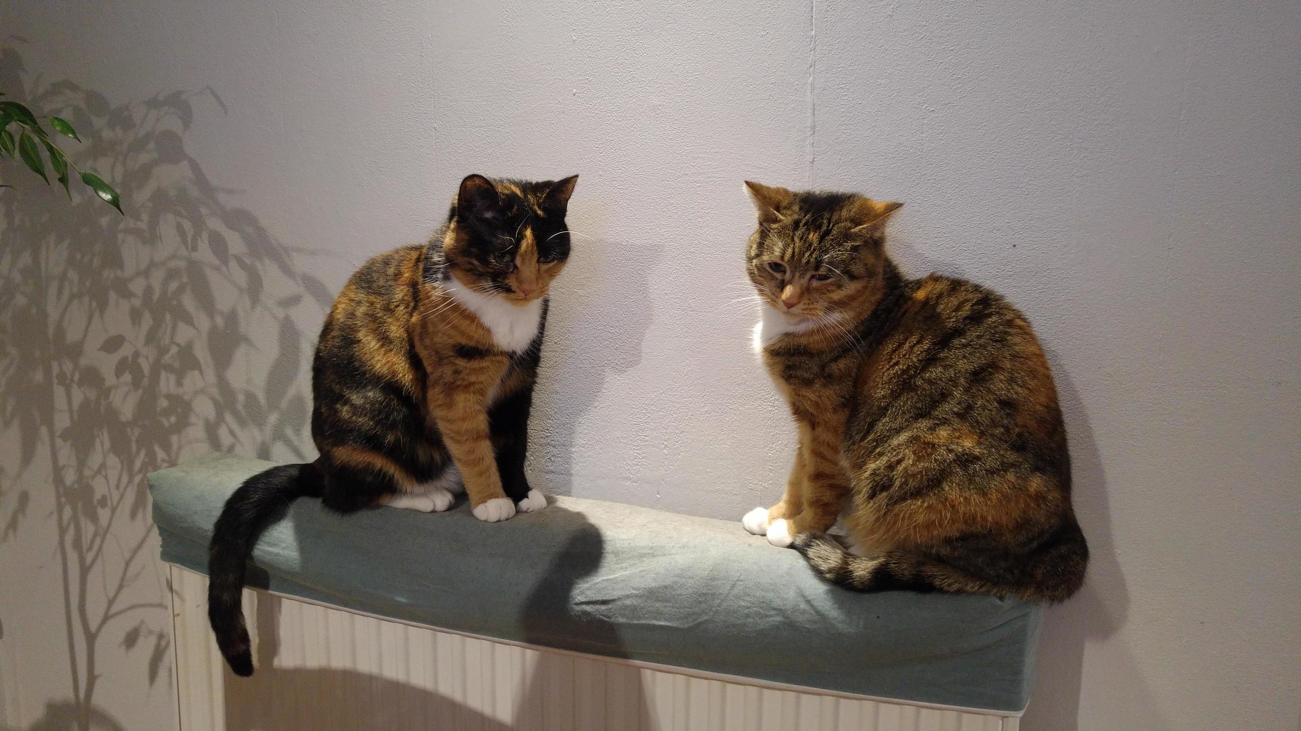 Tortie Calico Sisters Just Passing Judgement on Me