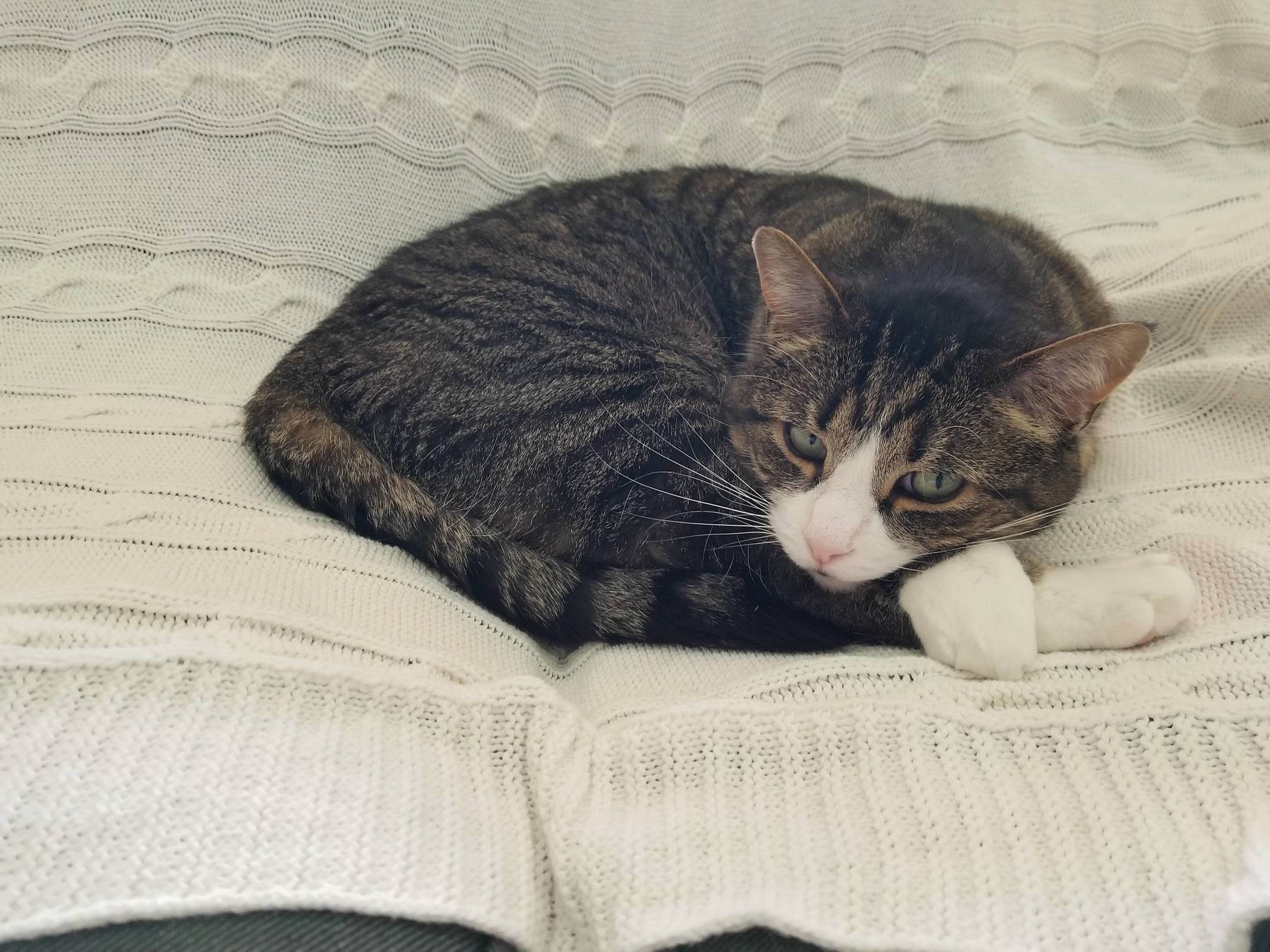 Triscuit Enjoying the Couch to Himself for a Change