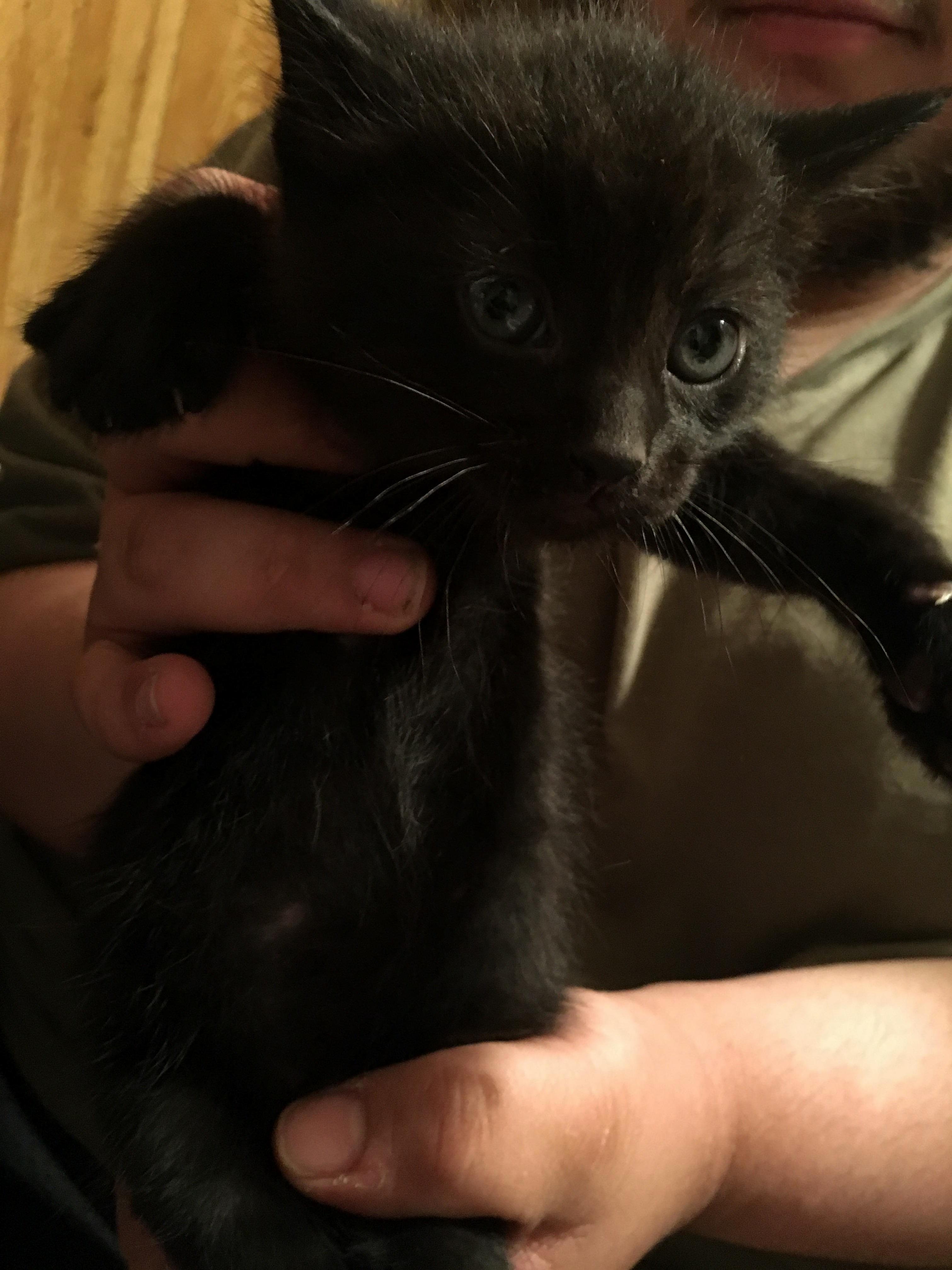 Trying to to Find This Little Guy a Loving Home