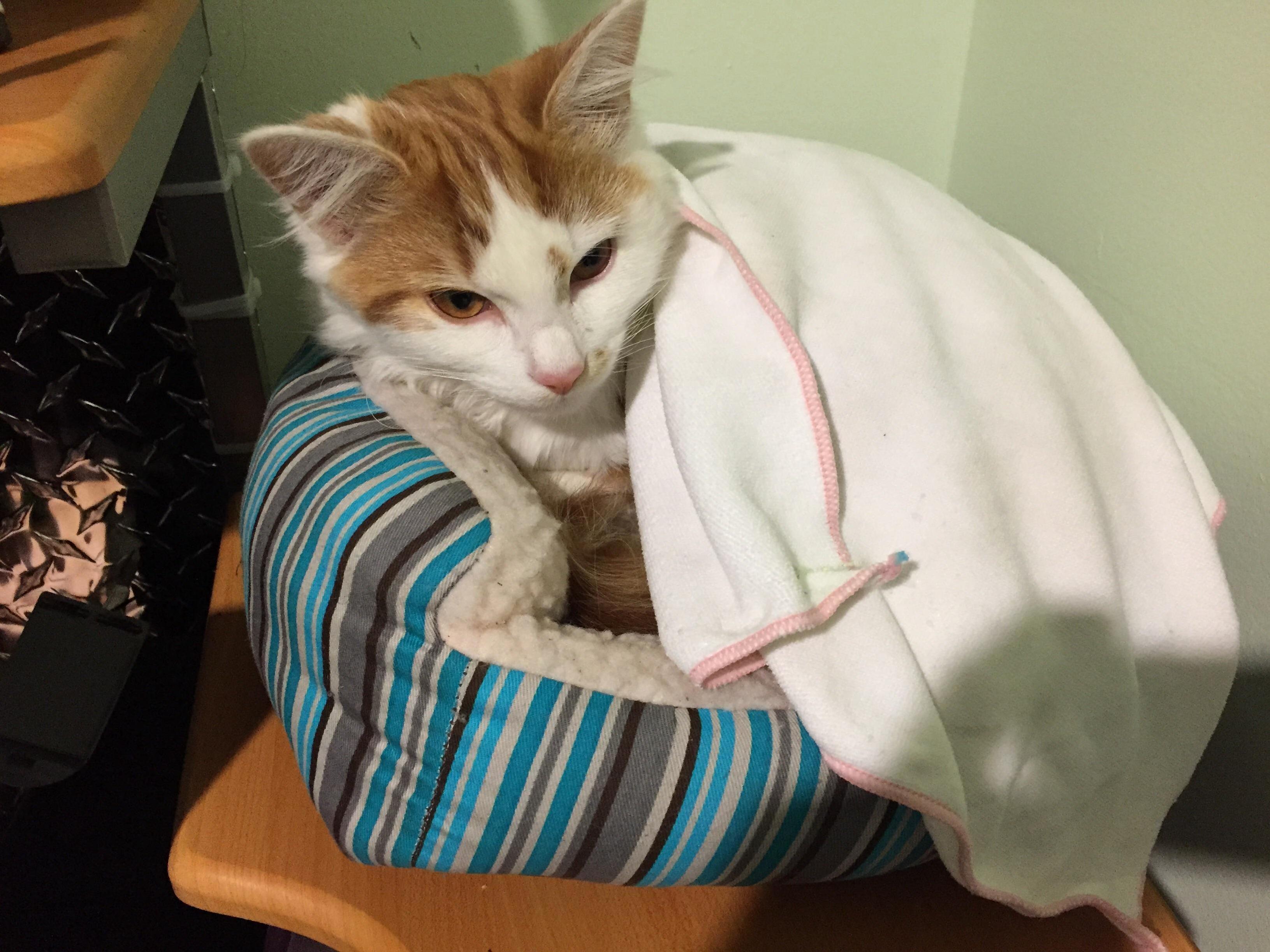 Tucked in During the Cold Weather
