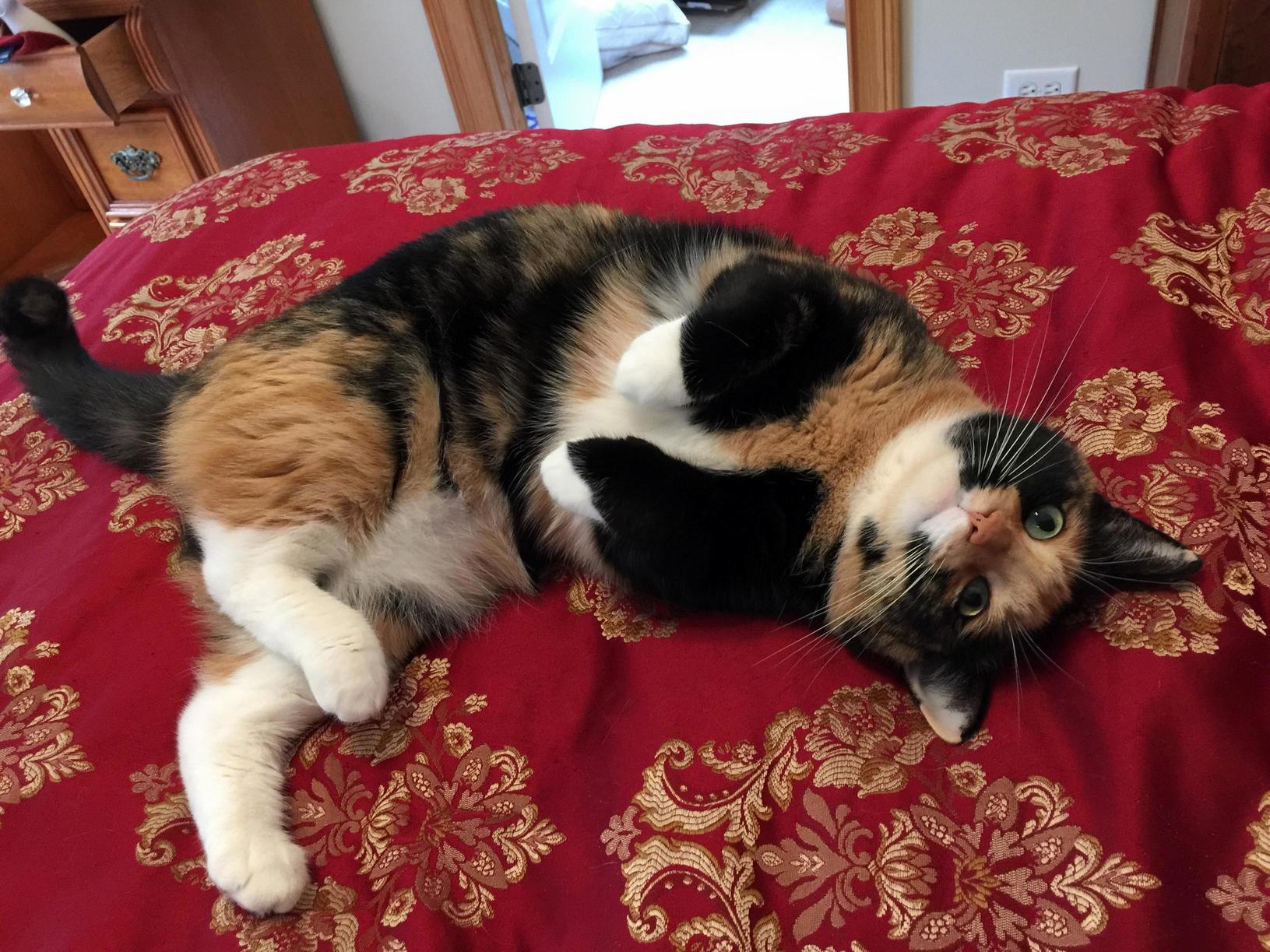 Turtle Begs for Pets but Is Actually Ready to Destroy the Unsuspecting Hand.