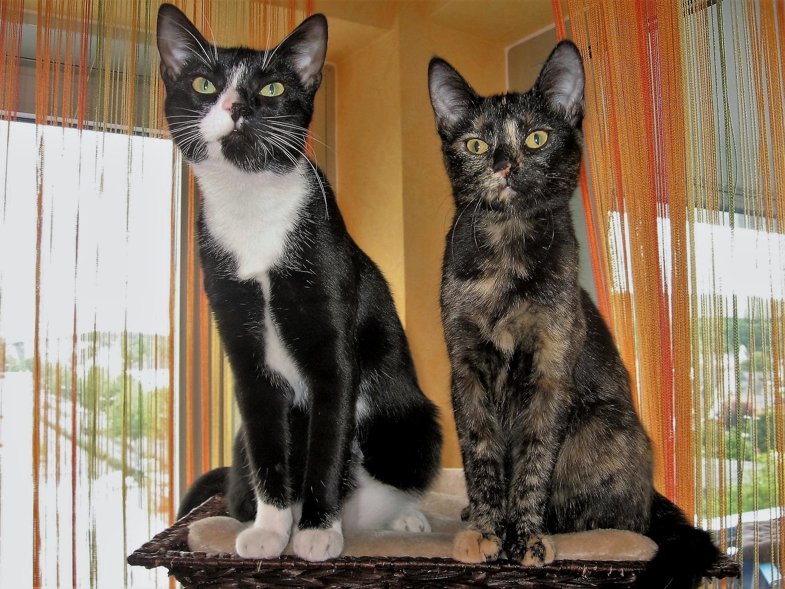 Two Years Since Adoption. Theyre the Reason I Cant Wait to Come Home from Work Everyday.