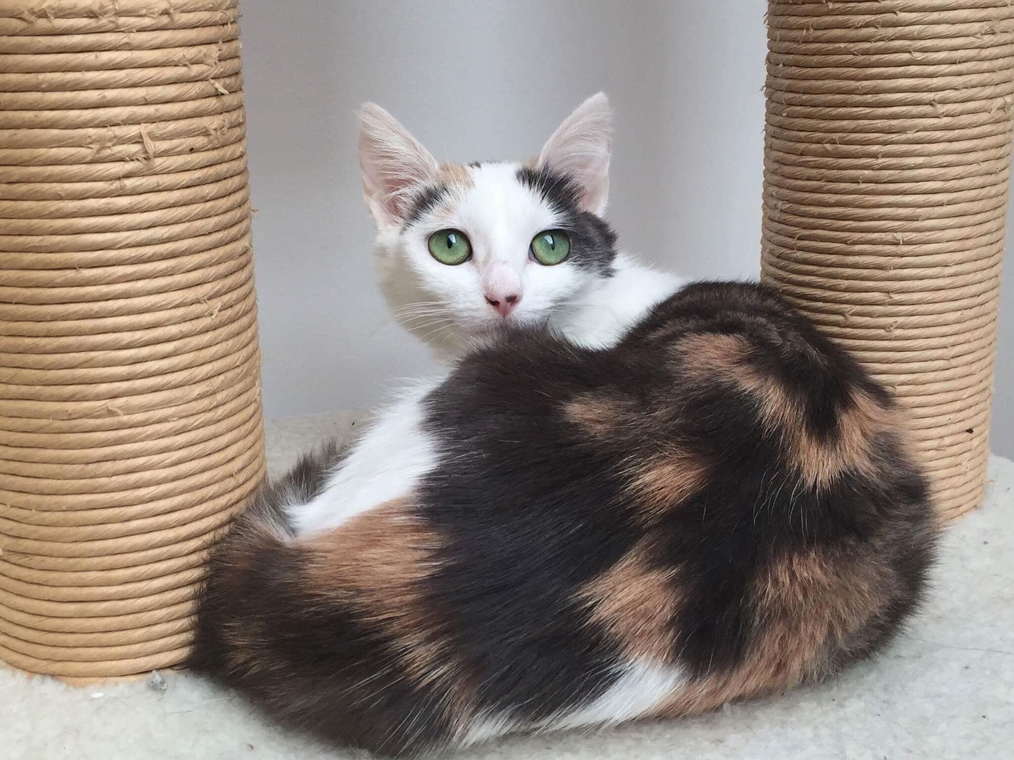 Tyler - Queen of the Naughty Torties