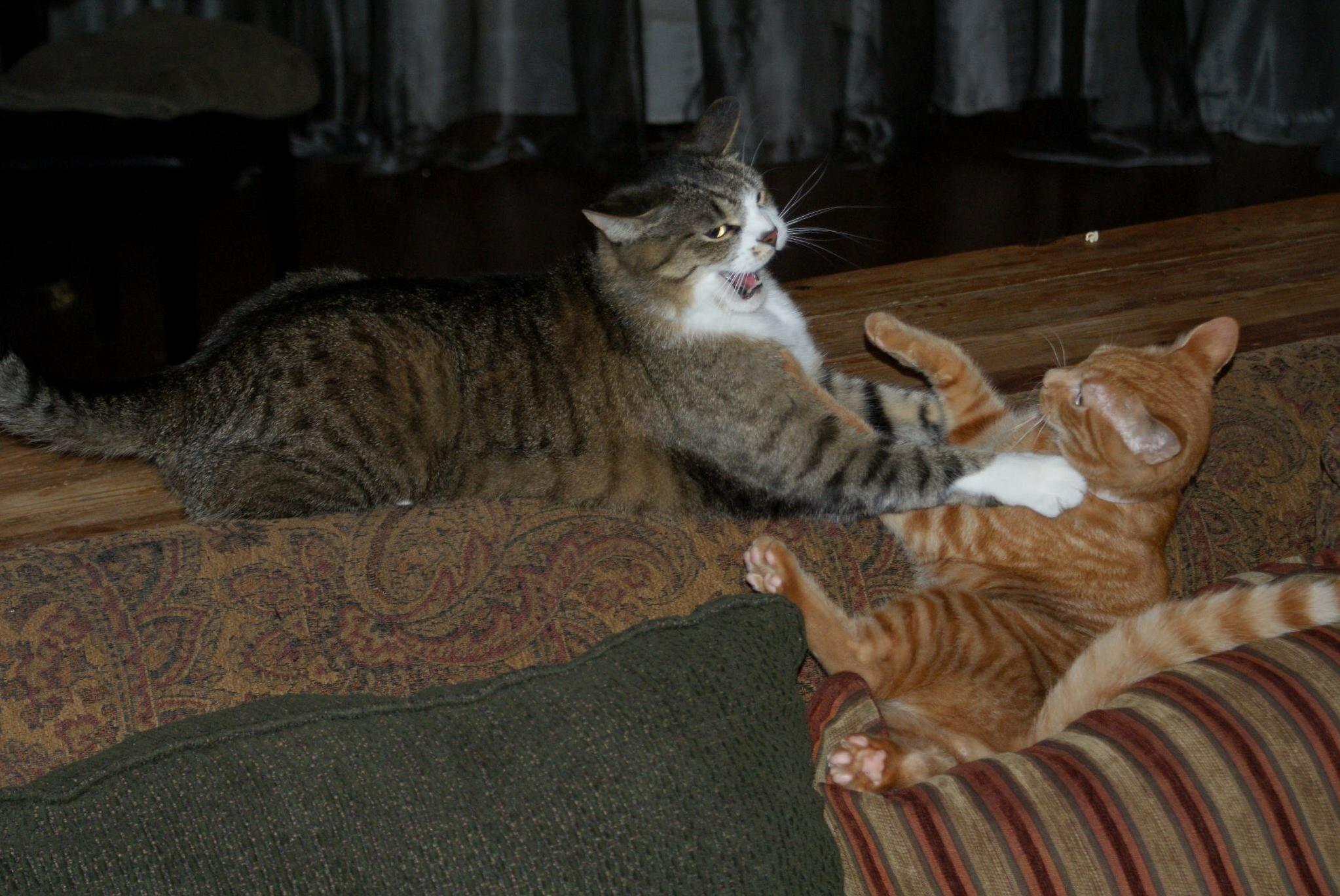 Typical Brothers