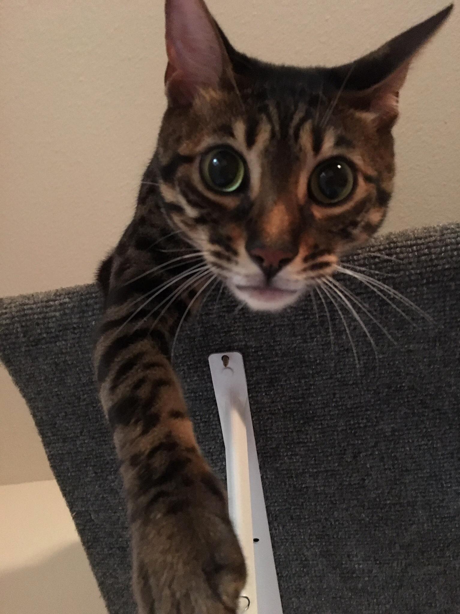 Tyson the Bengali