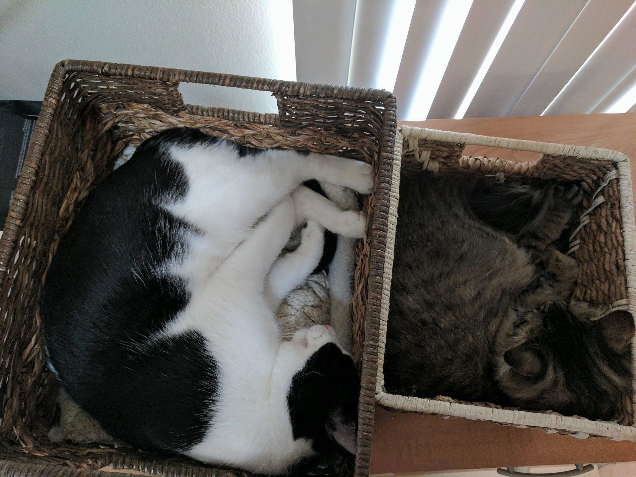 Umm Yes I Ll Take 2 Cats to Go Please One Small and One Large