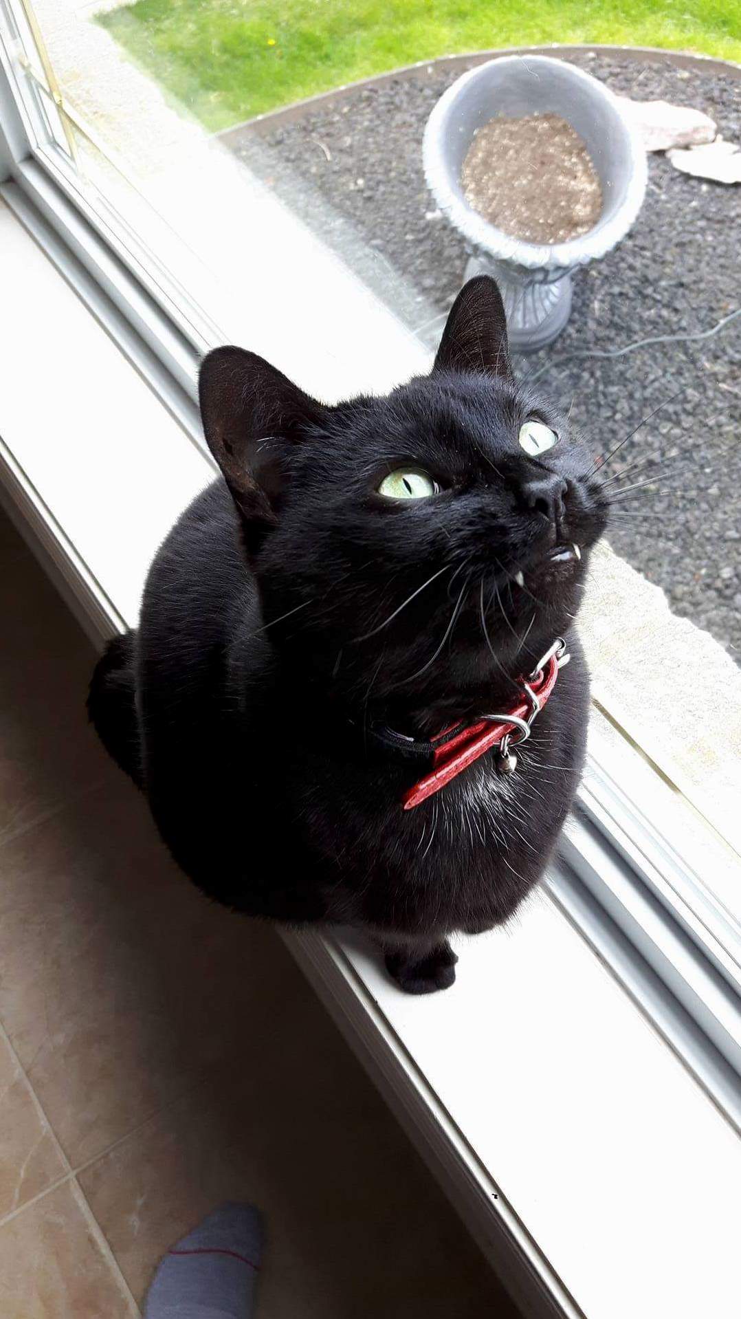 Vampurr