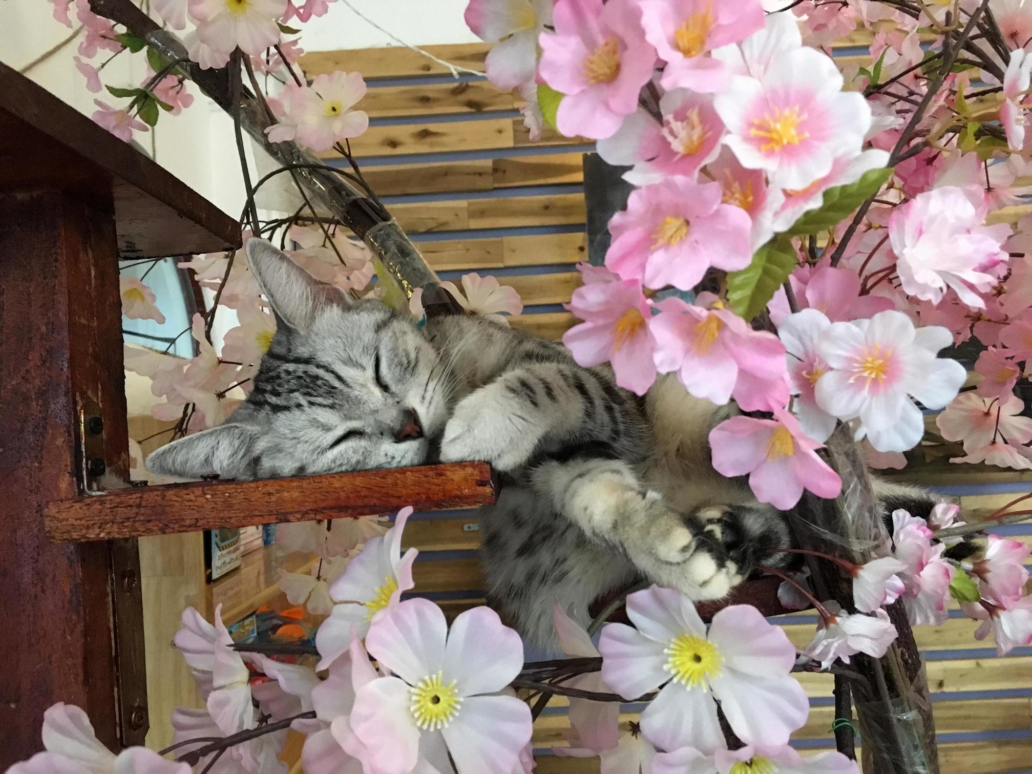 Visited a Pet Cafe in Hcmc and Found This Cutie.