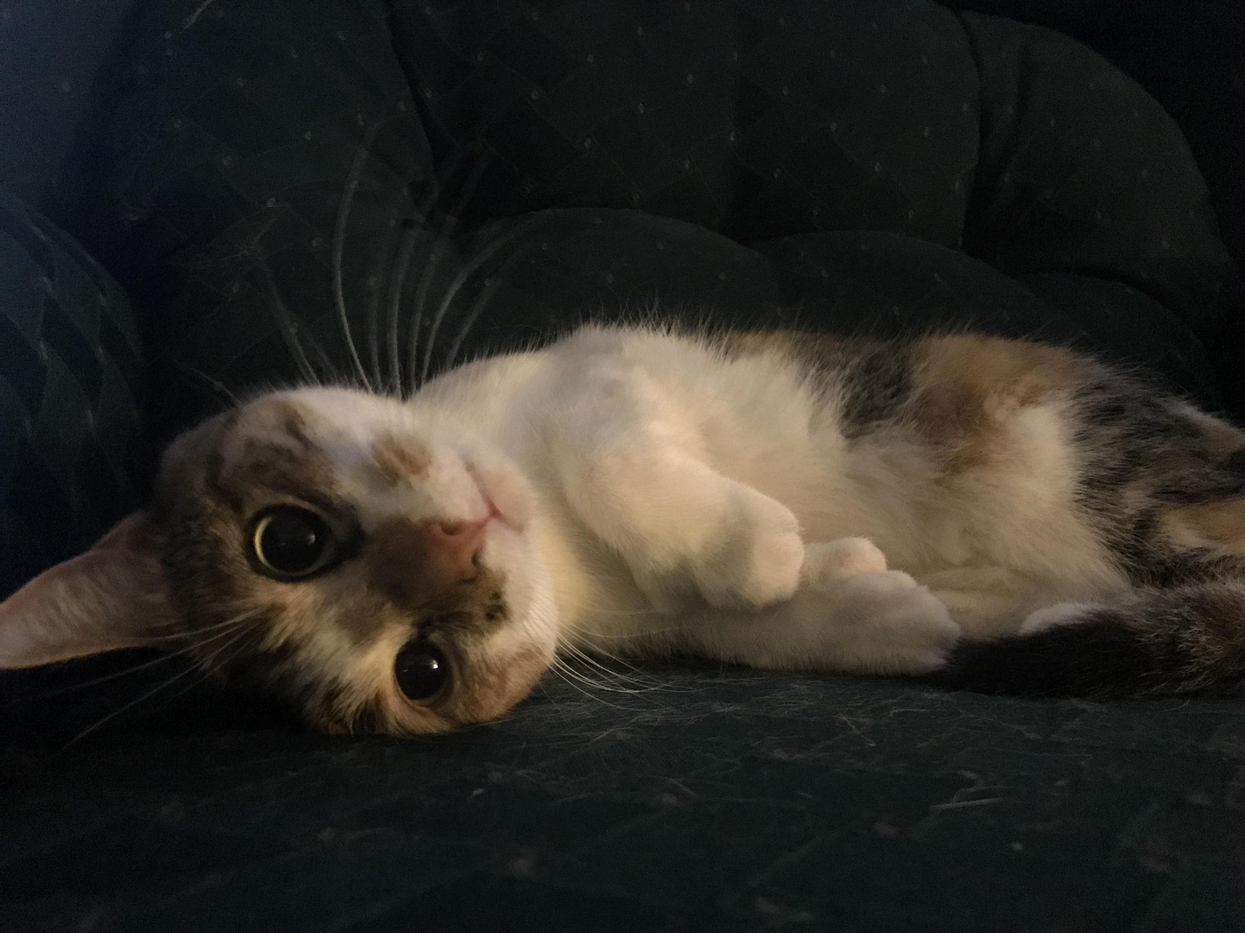 Visiting Cat Friend She Has Five Toes Per Paw
