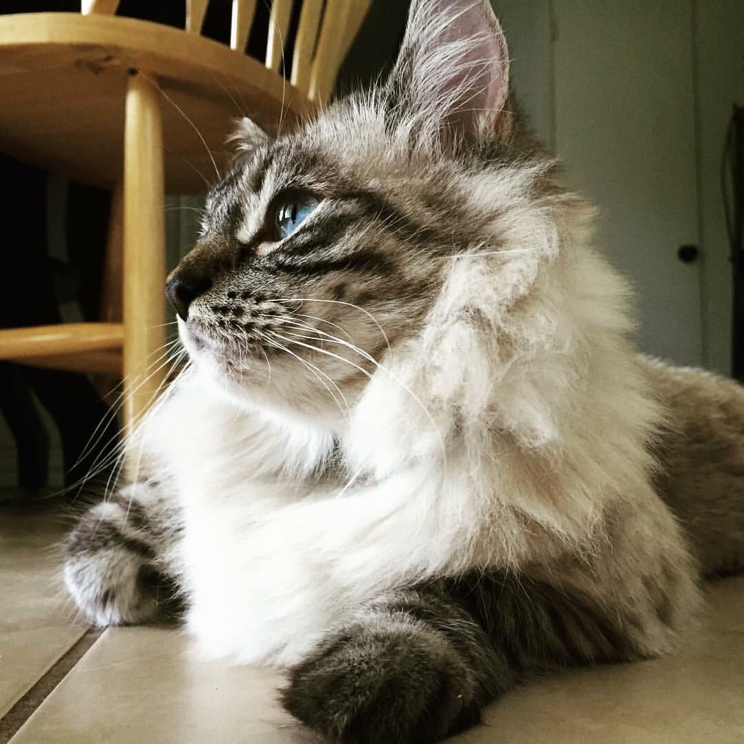 Watching the Birds