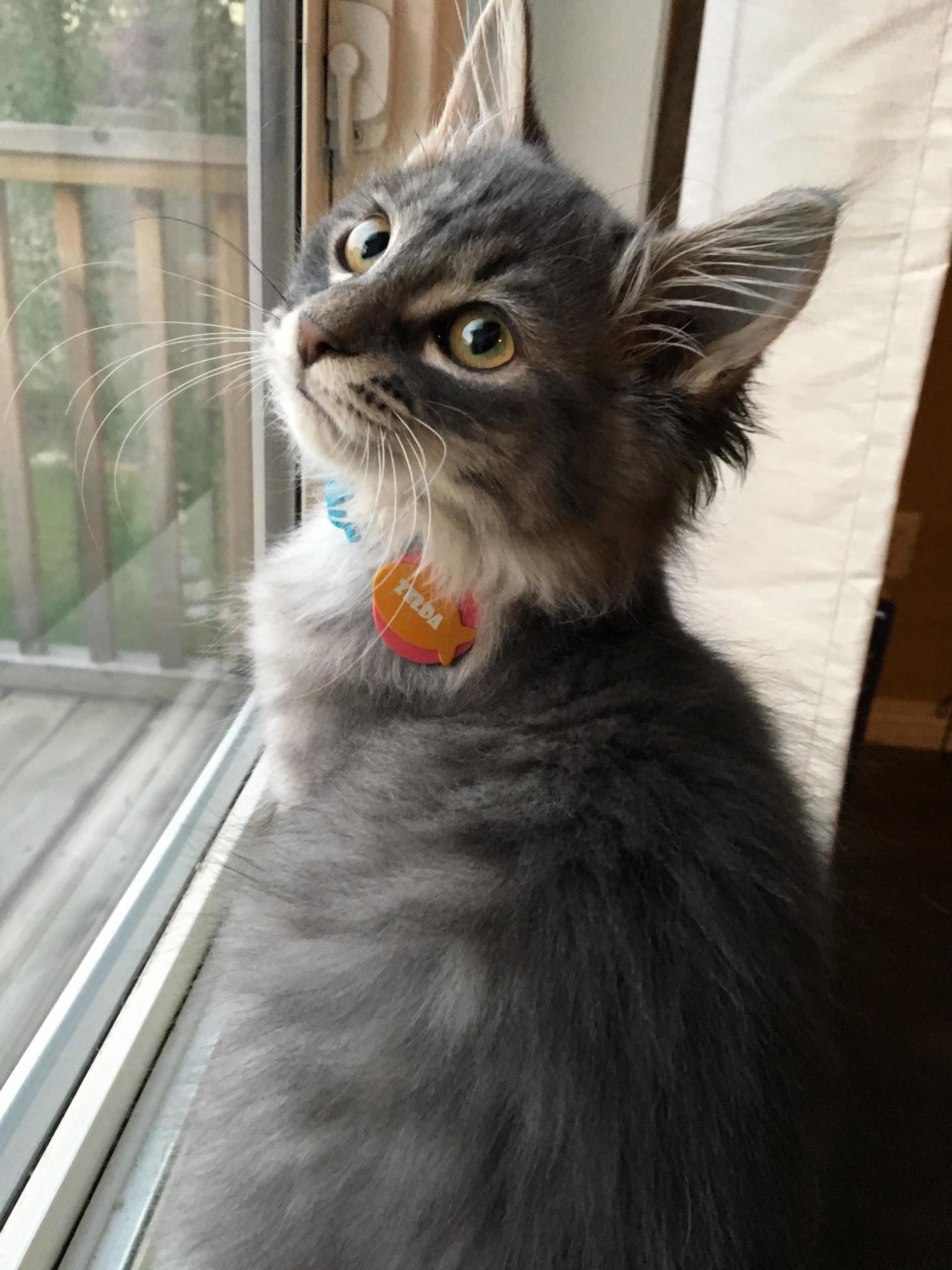 We Adopted Our Very First Kitten. I Ve Never Owned a Cat. What Kinds Do You Think She Is Mixed with