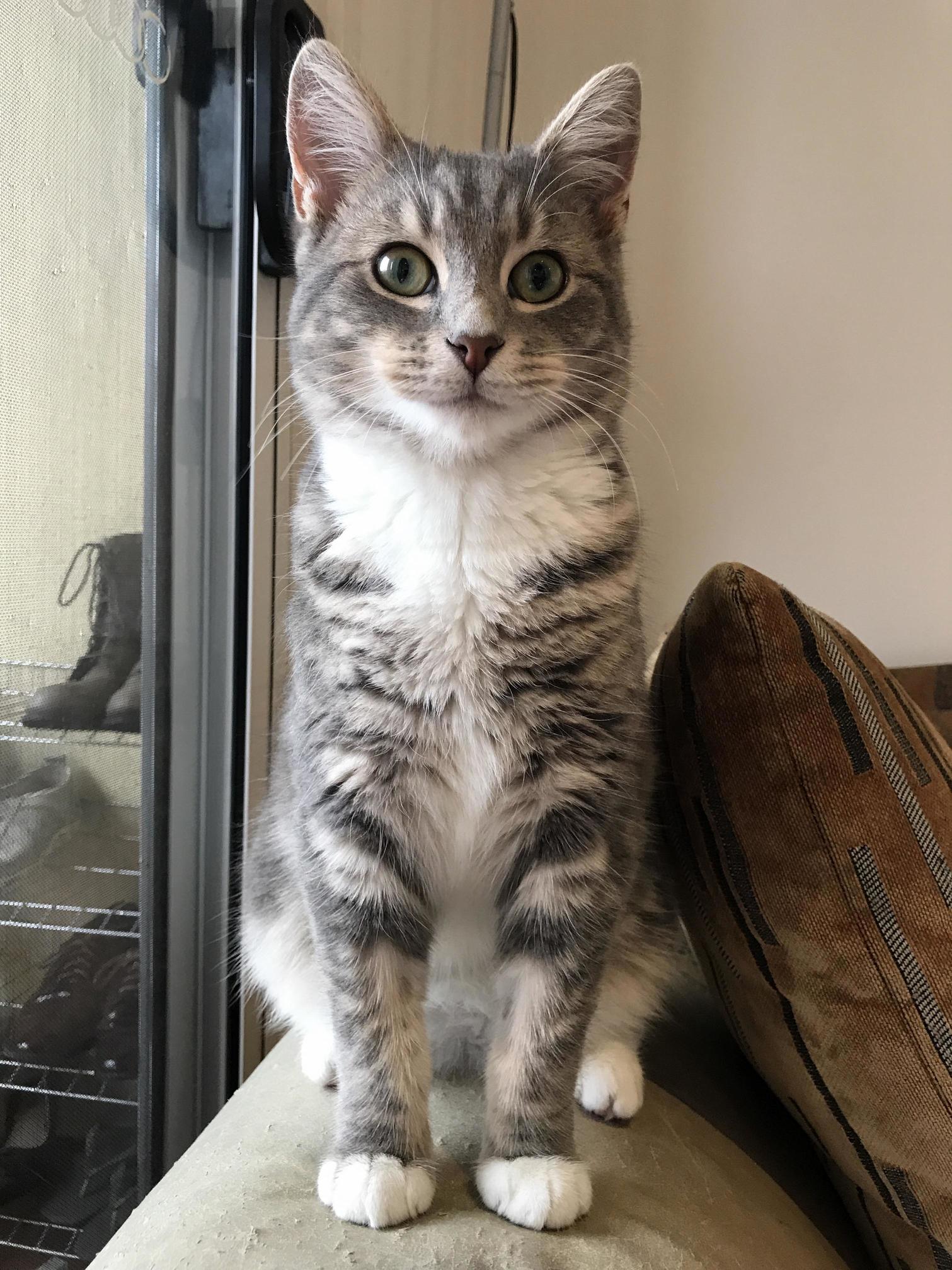 We Ve Had Quincy for a Week Now. His Face Makes Us Very Happy