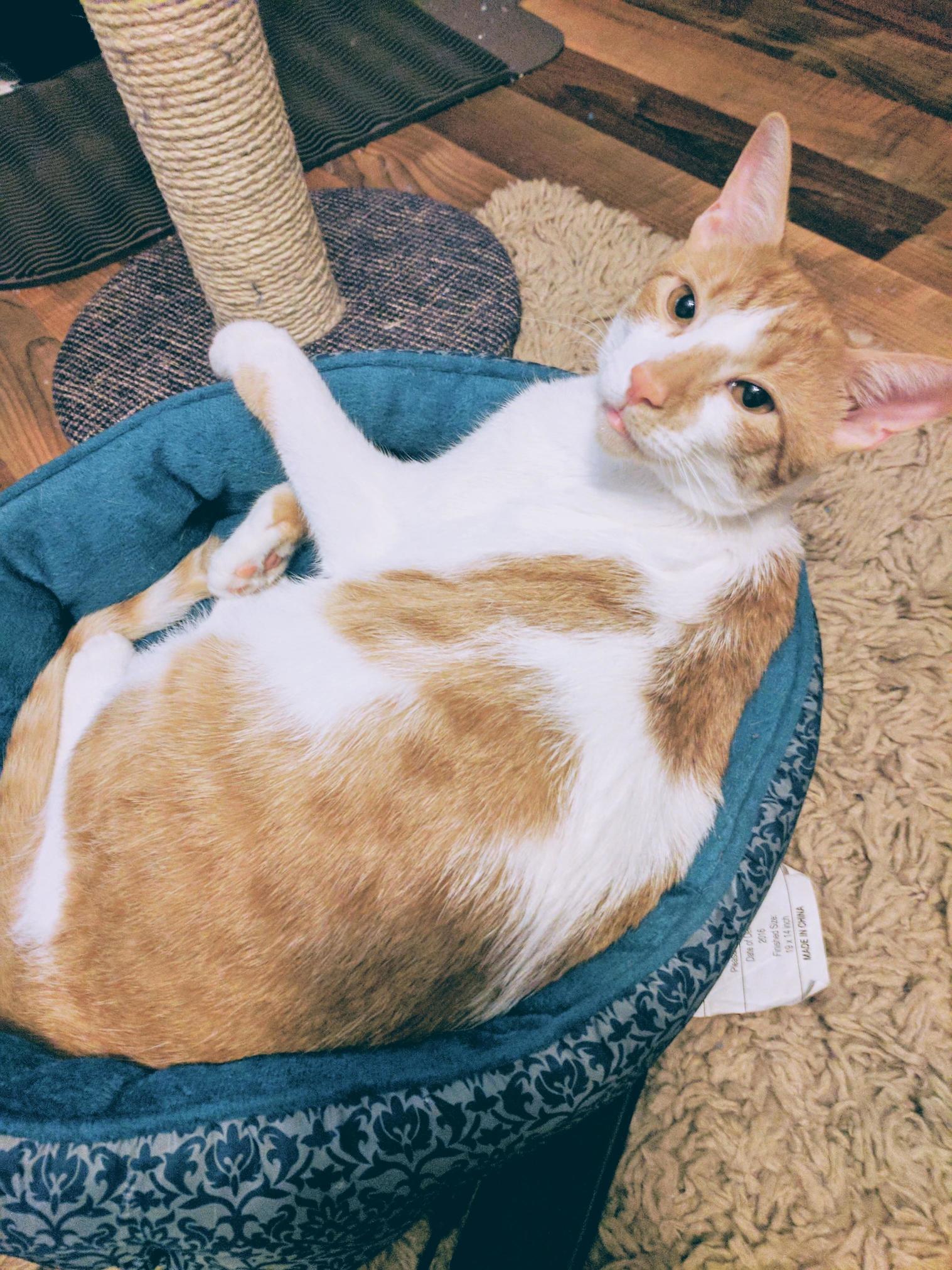 Well It Only Took About 6 Months but Bigby Finally Decided to Start Laying in His Bed