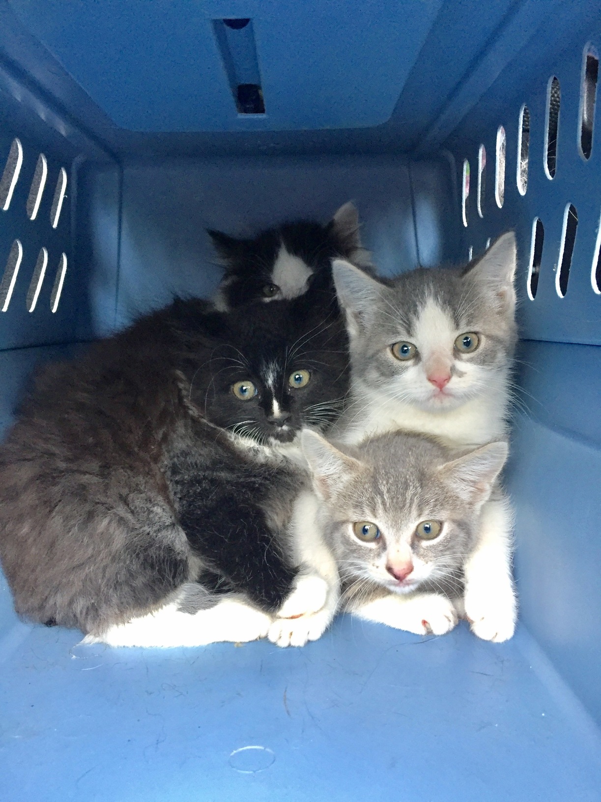 Were Semi-feral Kittens Being Moved to a New Foster Home. Please Dont Eat Us...