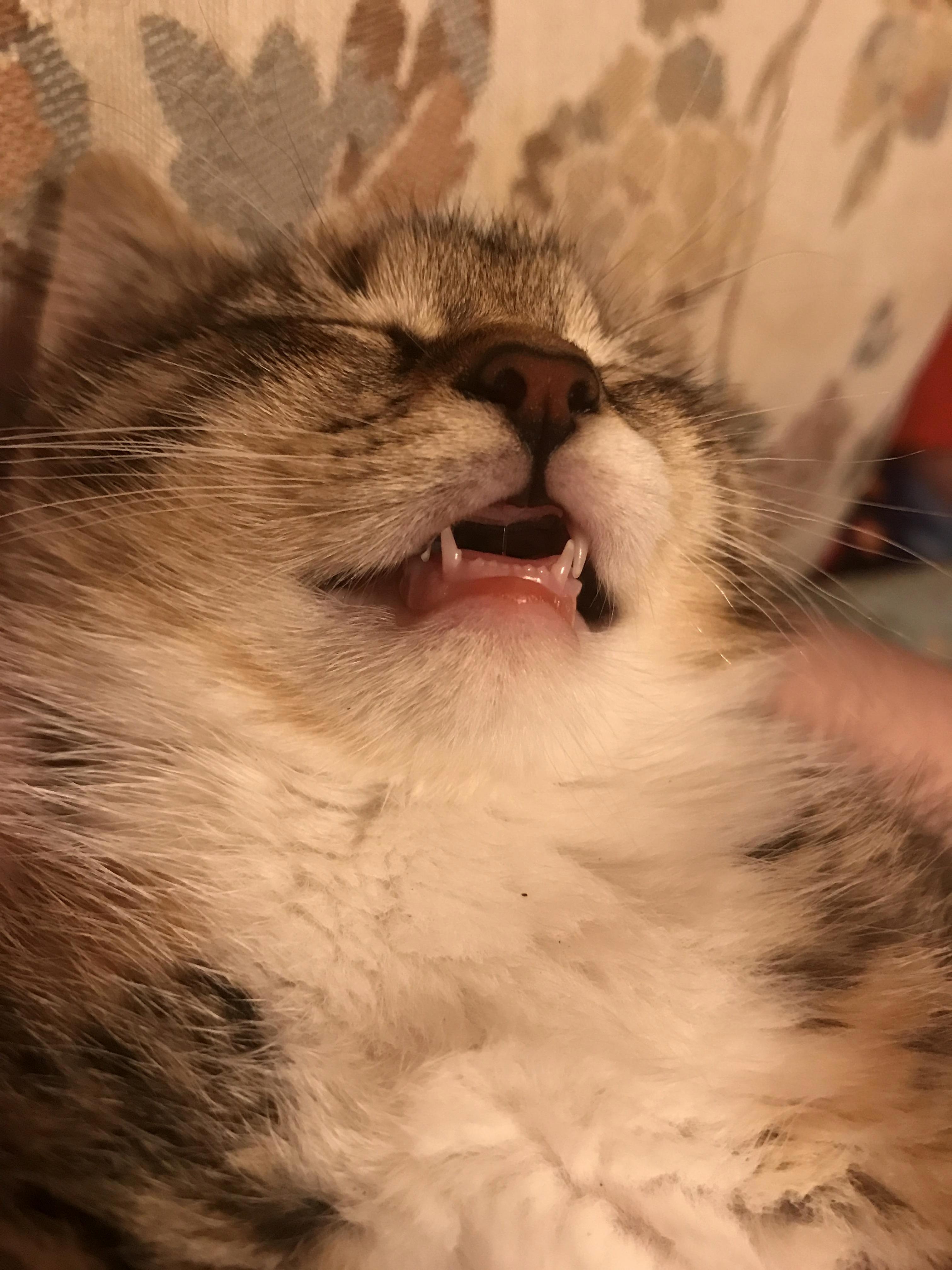 What a Beautiful Sleeping Face...