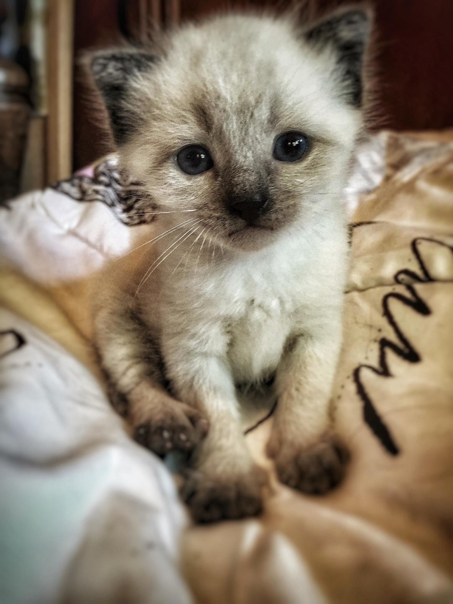What Cat Breed Do You Think Little Albus Is Formally Called Kanye