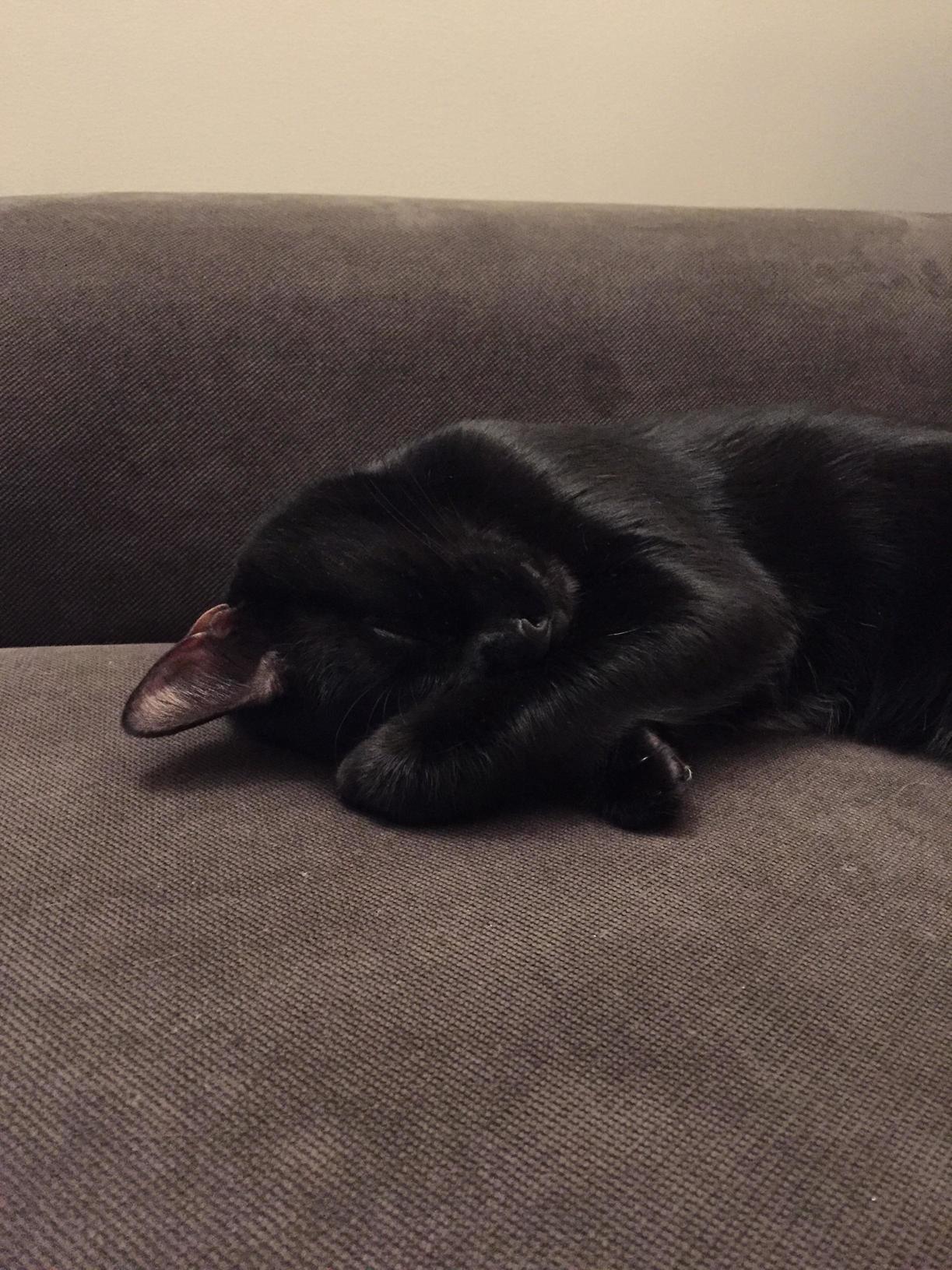 What Do Panthers Dream of When They Take a Little Panther Snooze