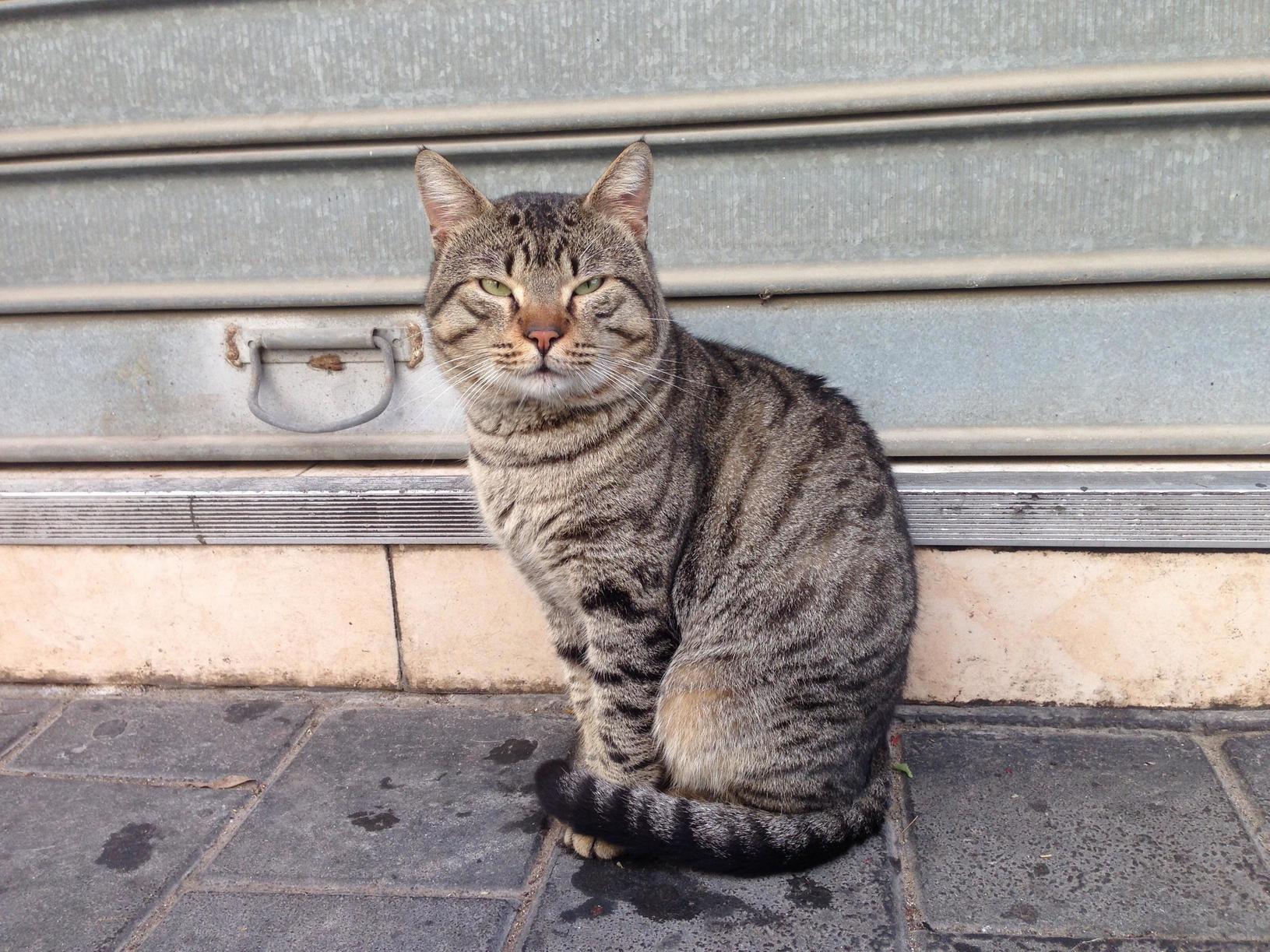 What Does This Cat Posture Mean Sitting with the Tail Wrapped Around the Side