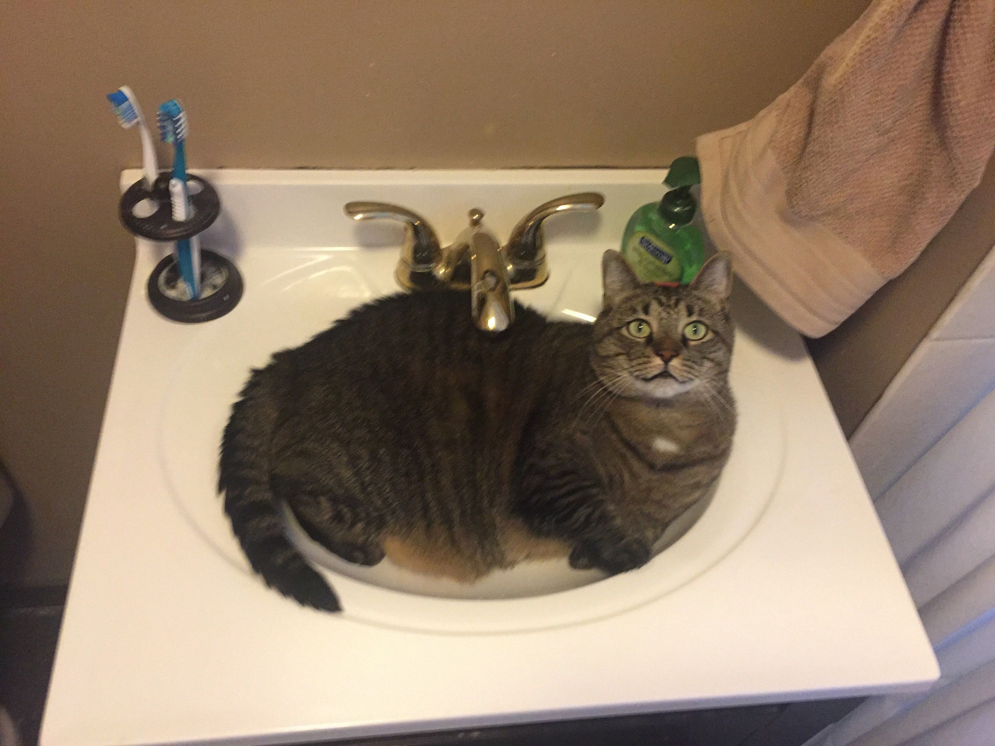 What Fits Sits