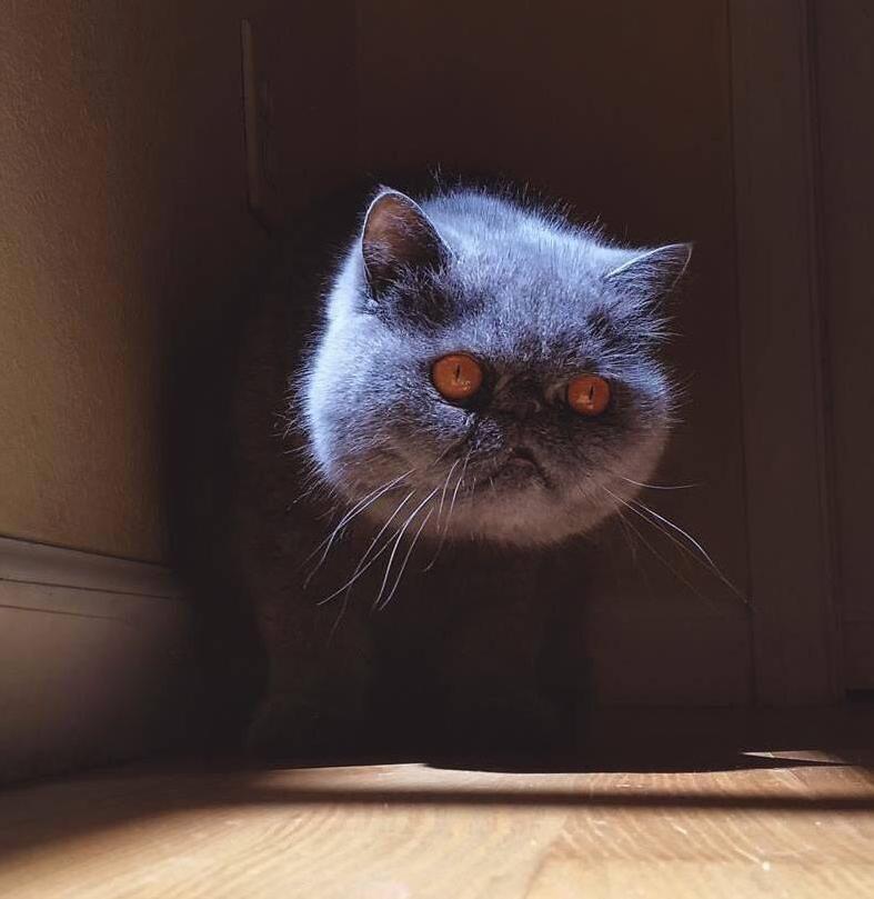 What Kind of Cat Is This
