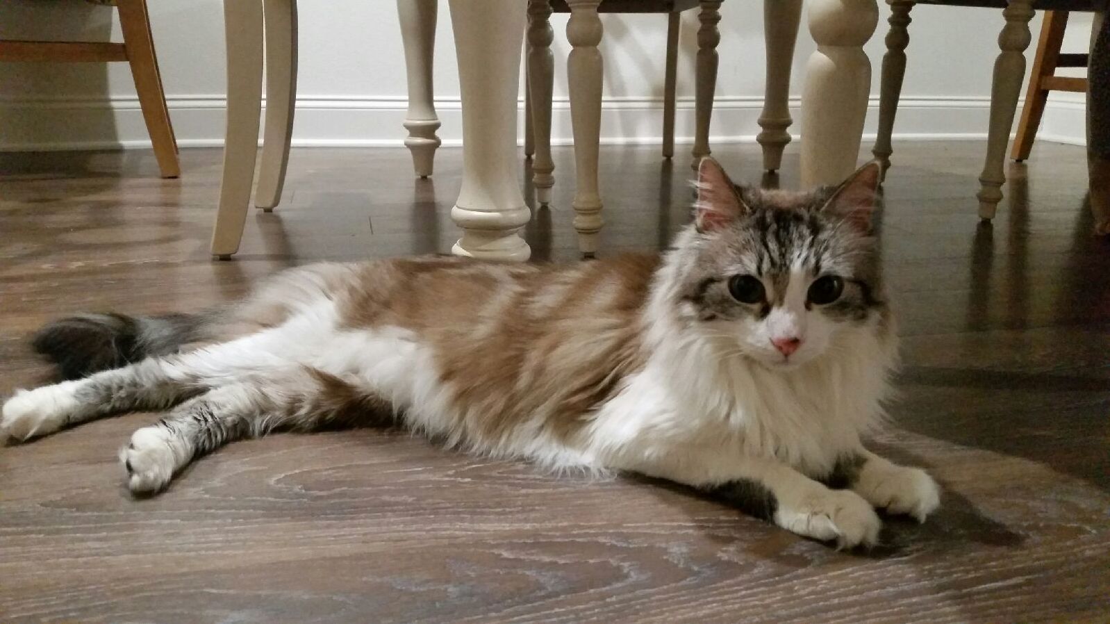 What Sort of a Coat Does My Moms Foster Cat Have Long Medium Hair Dilute Calico