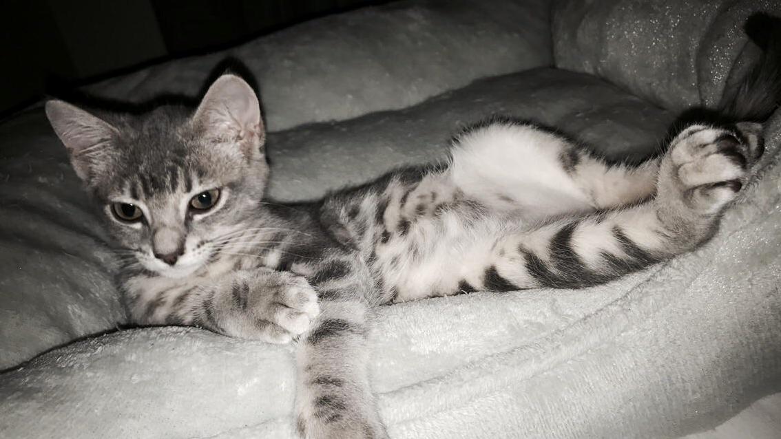 When Youre a Kitten but Also a Disgruntled Middle Aged Man Realizing He Ll Have to Get Up for Another Beer