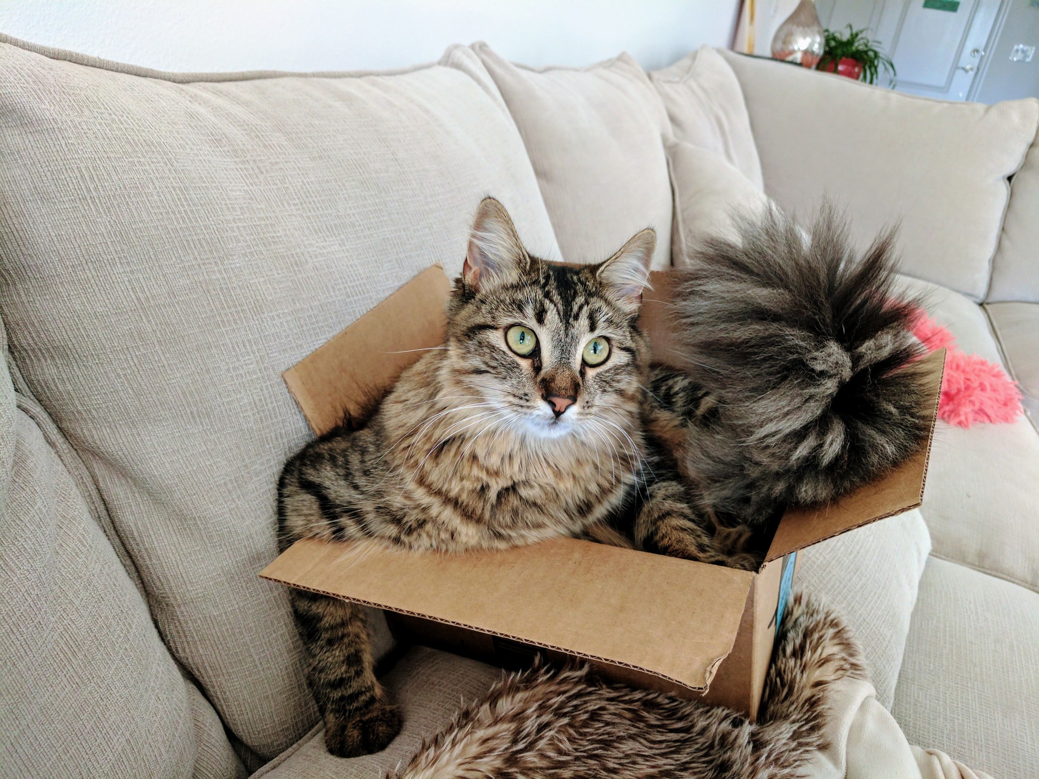 When Youre Too Big for the Box but You Just Really Dont Care.