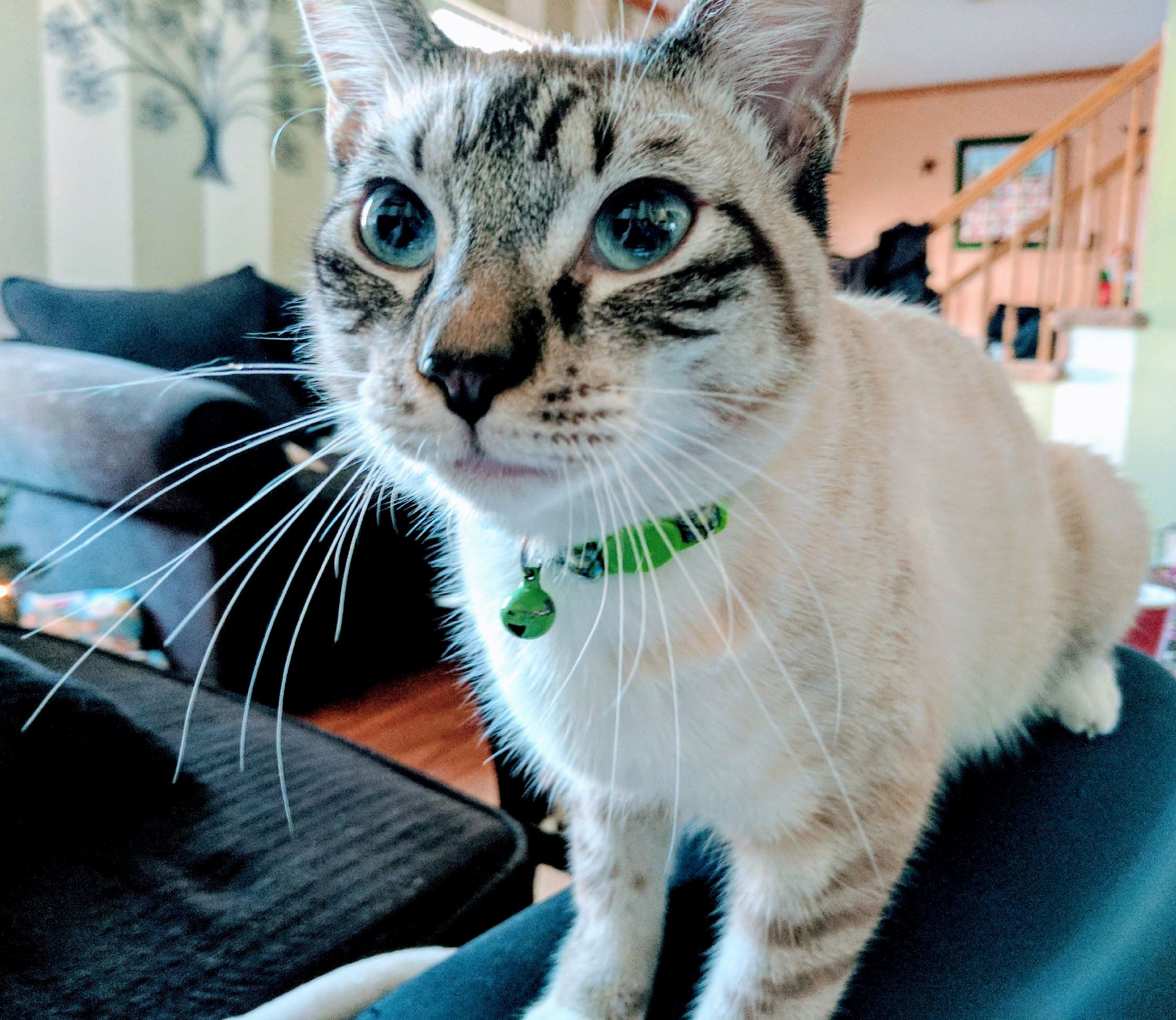 Wheres My Treat Hooman