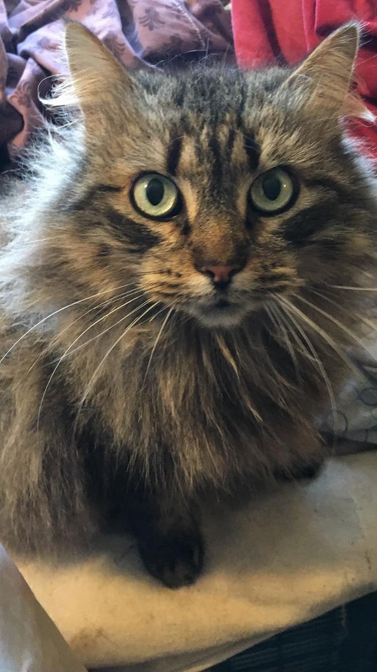 Whimsys Eyes Are Hypnotic.