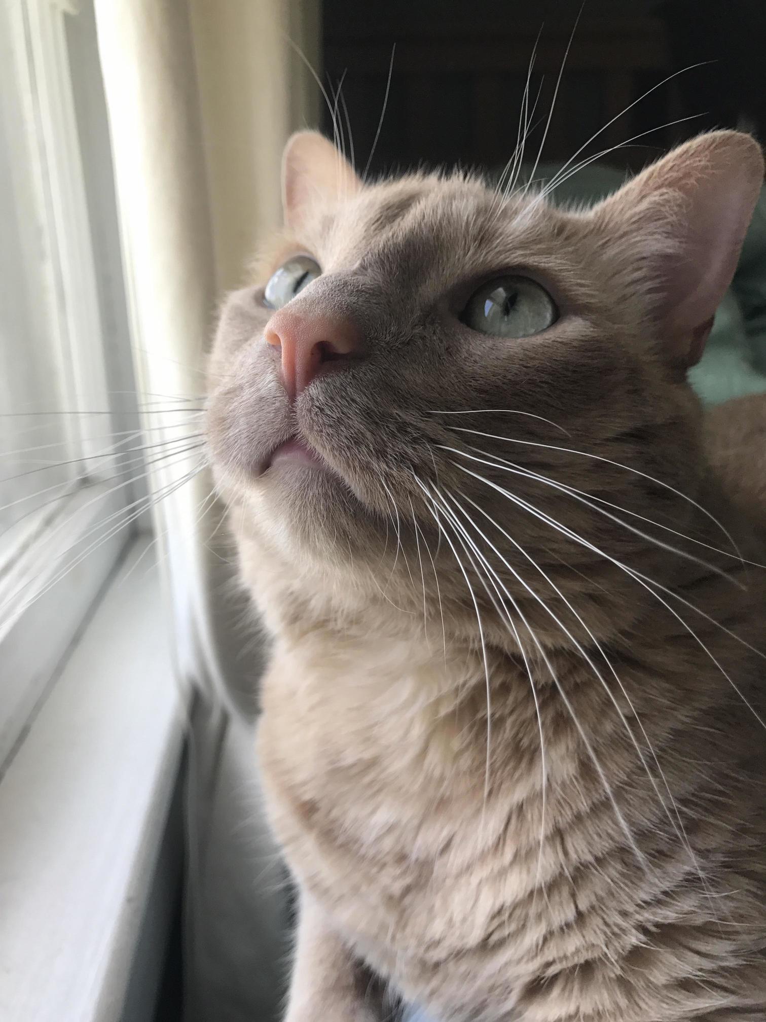 Whiskers