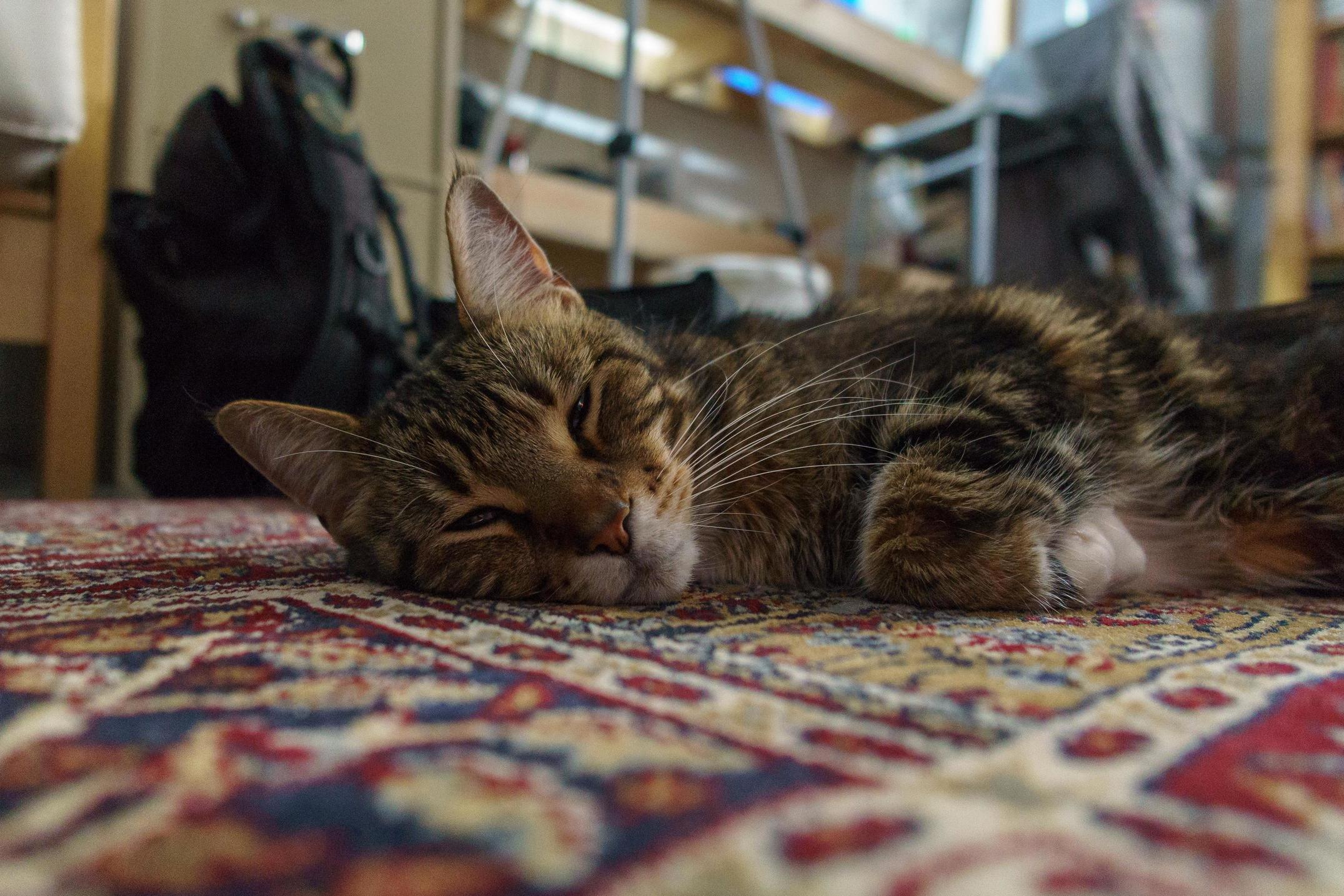 Who Dares Disturb My Slumber