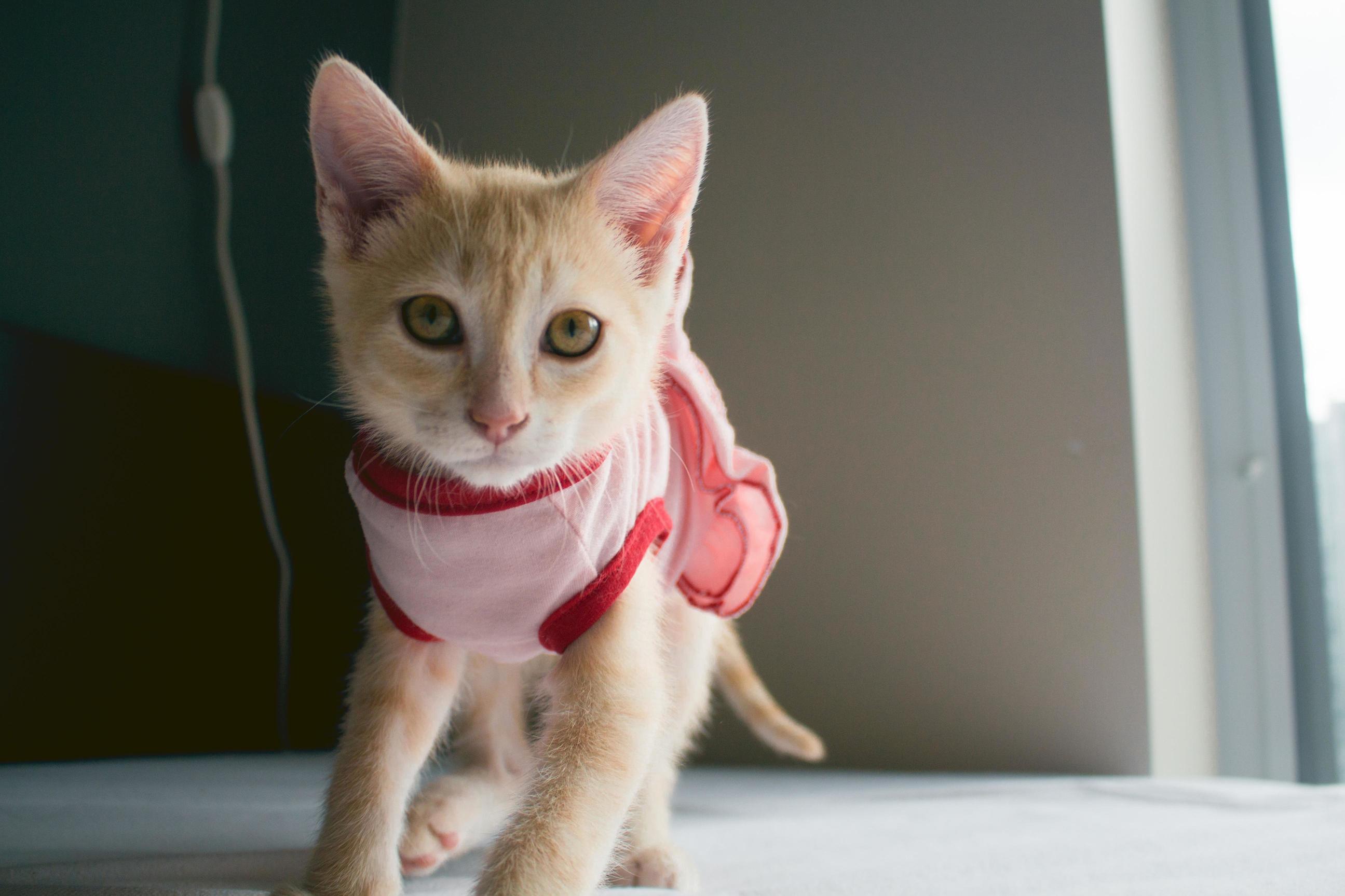 Who Likes to Dress Up Your Cat Once in a While