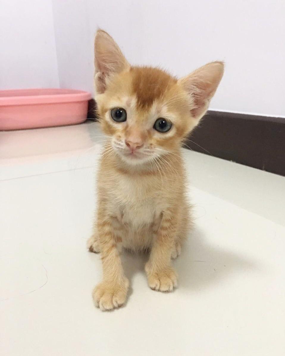 Will Be Adopting This Cutie Boy Once Hes Weaned