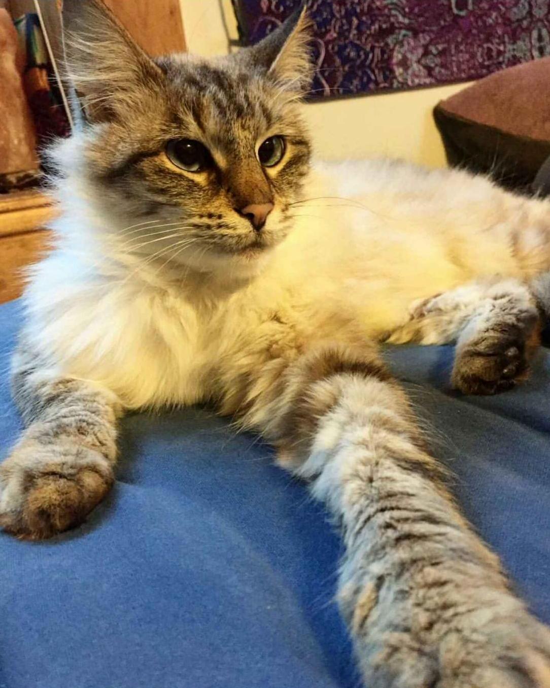 Willow