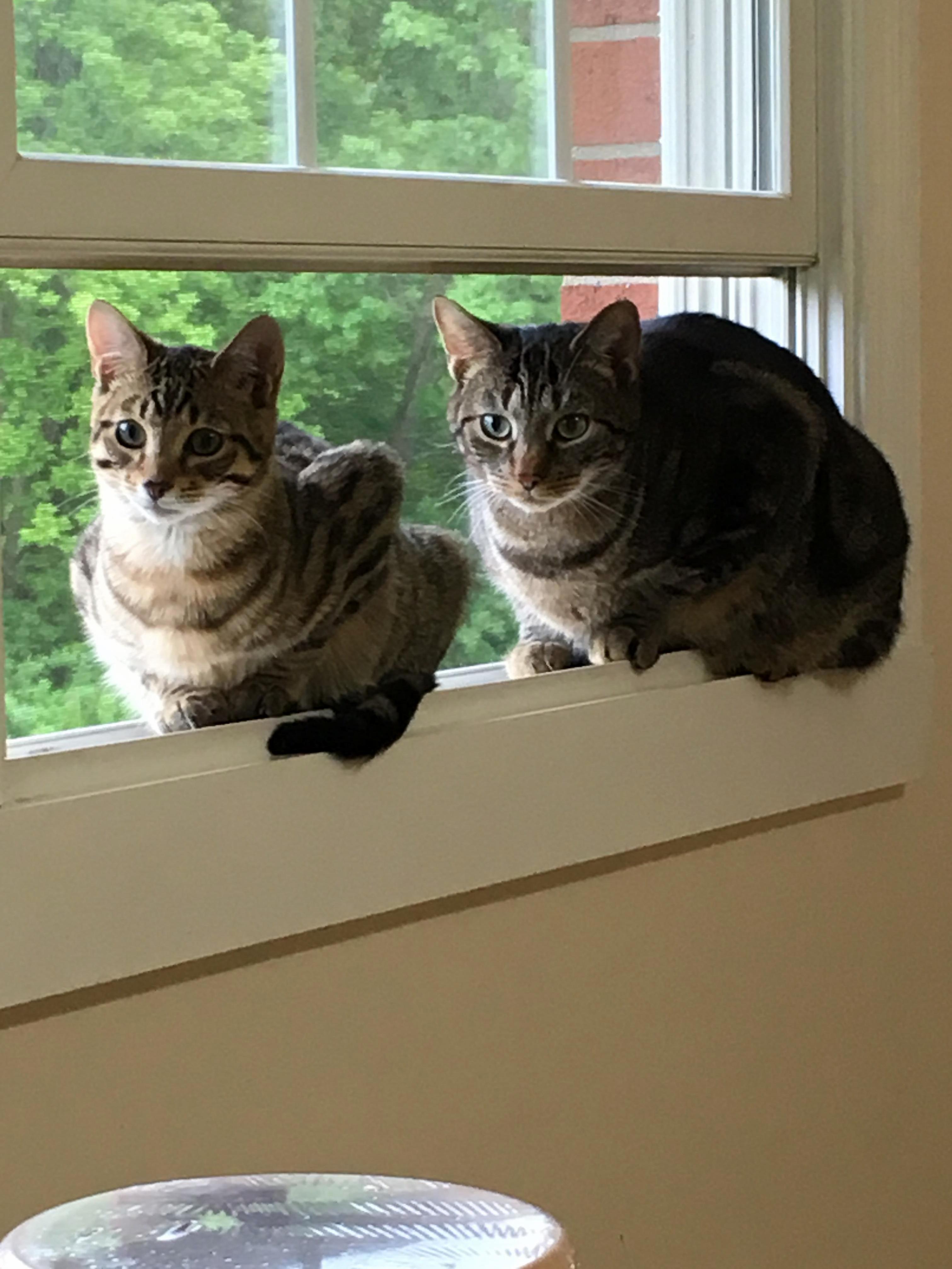 Window Loaves.