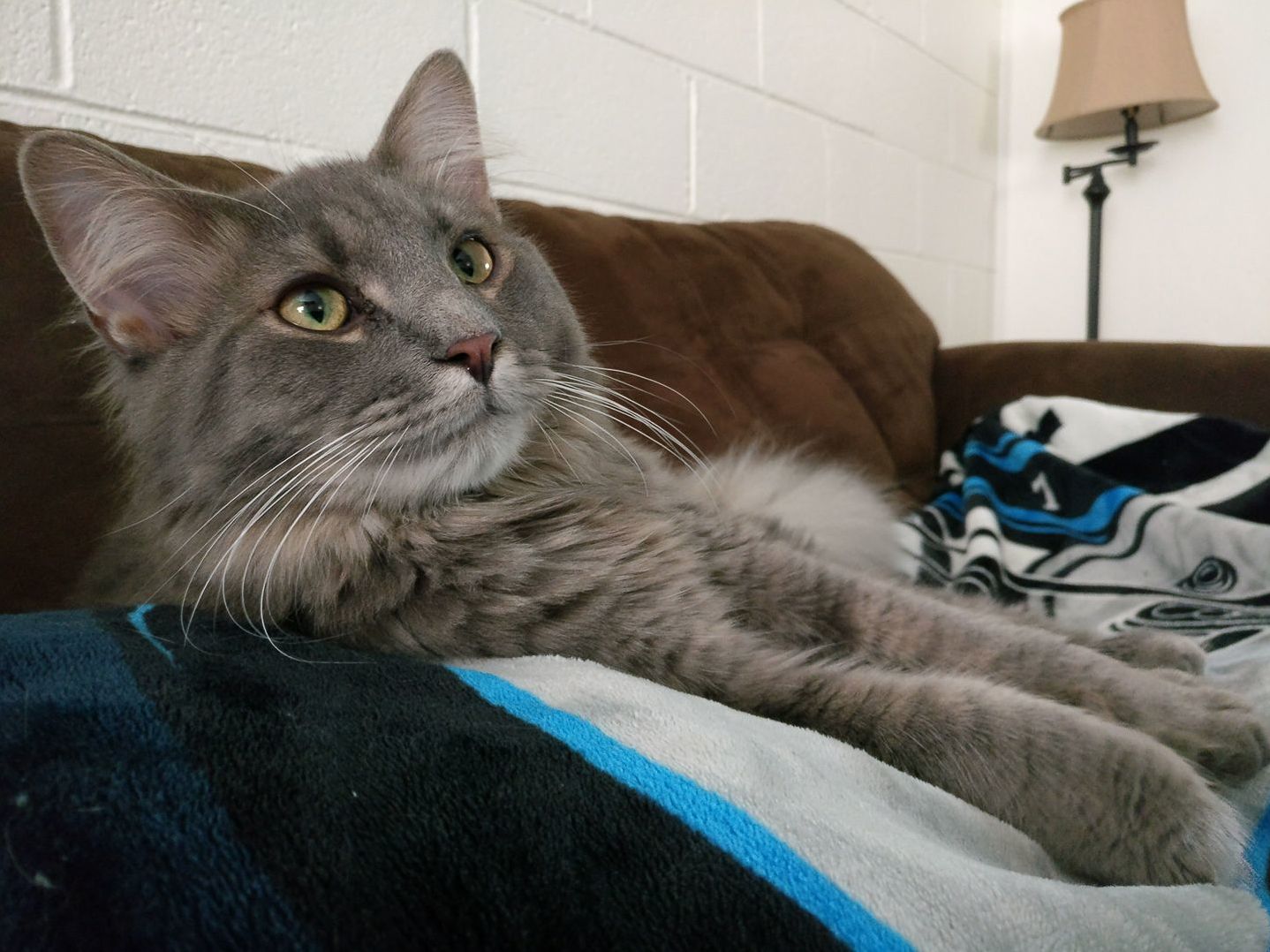 Winston Enjoying a Lazy Afternoon with Me on the Couch