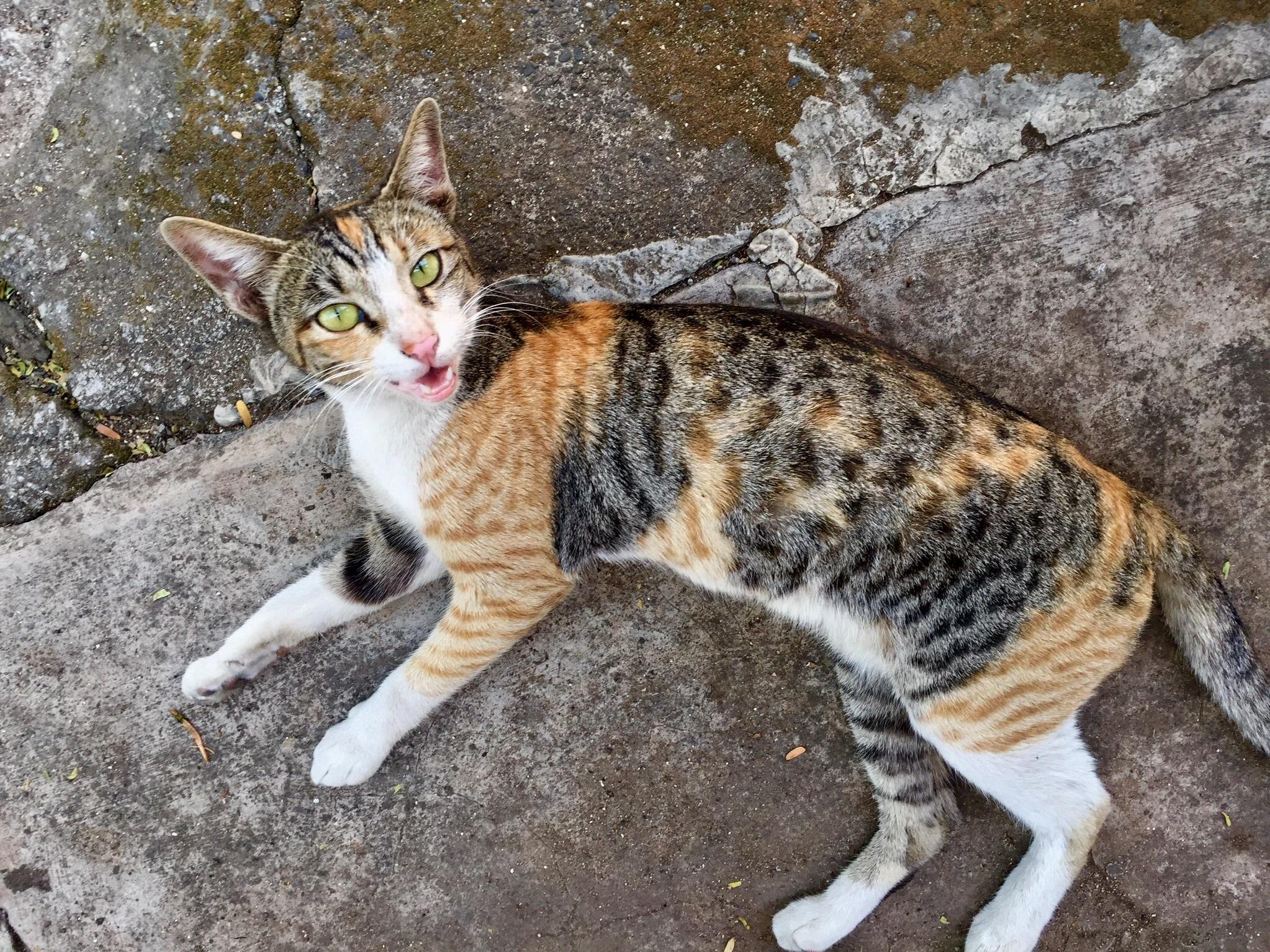 With Us Since Her Birth. This Month Marks Her Third Birthday.