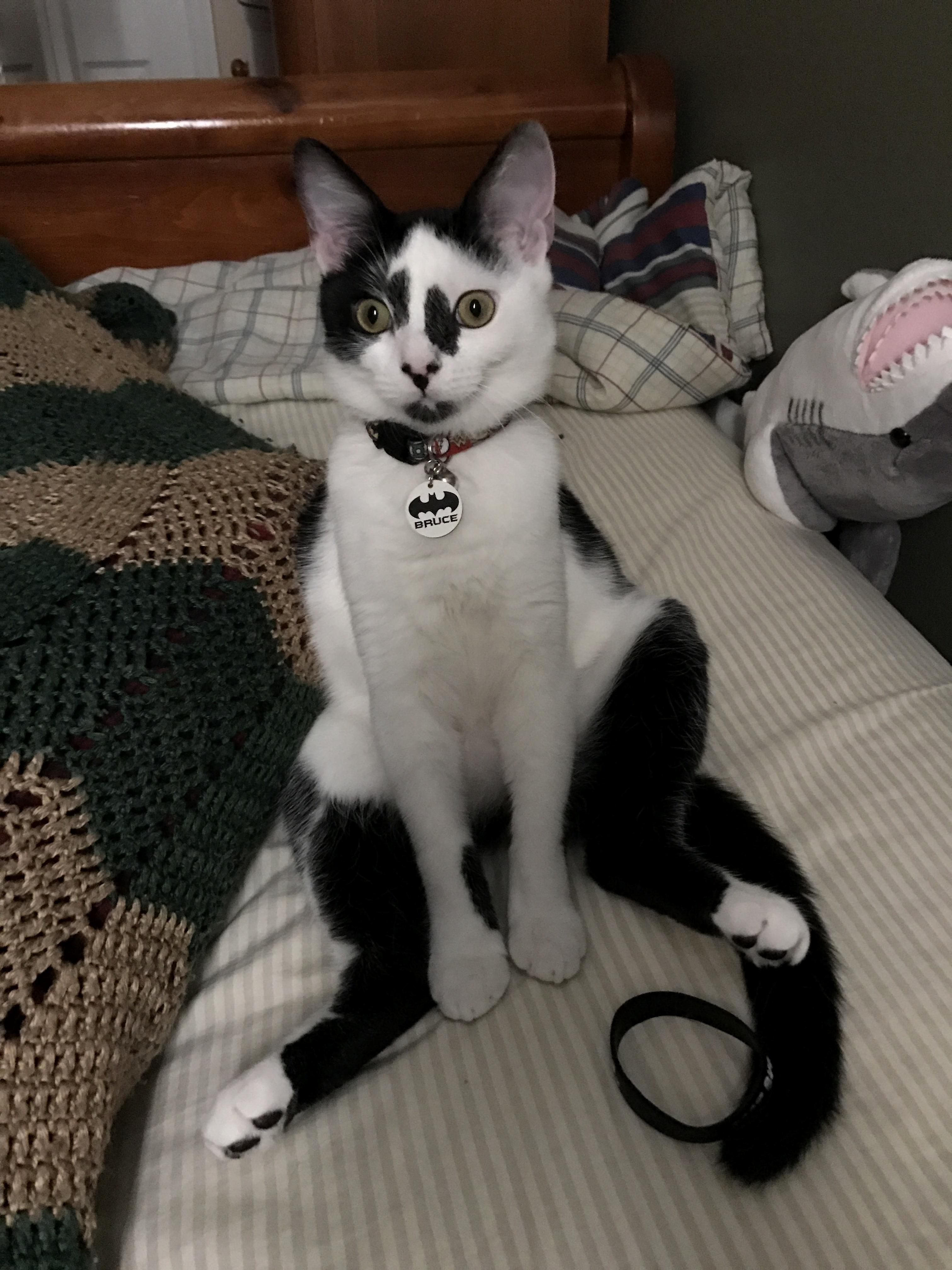 Woke Up to My Cat Waiting with His Toy Ready to Play Xd
