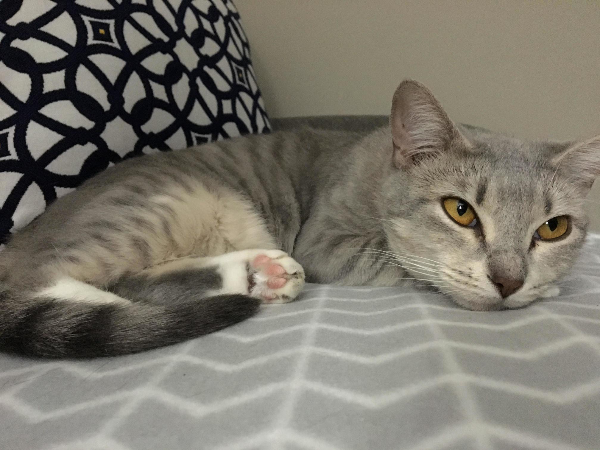 Worked Hard Staring Out the Window All Day. Probably a Good Time for a Nap.