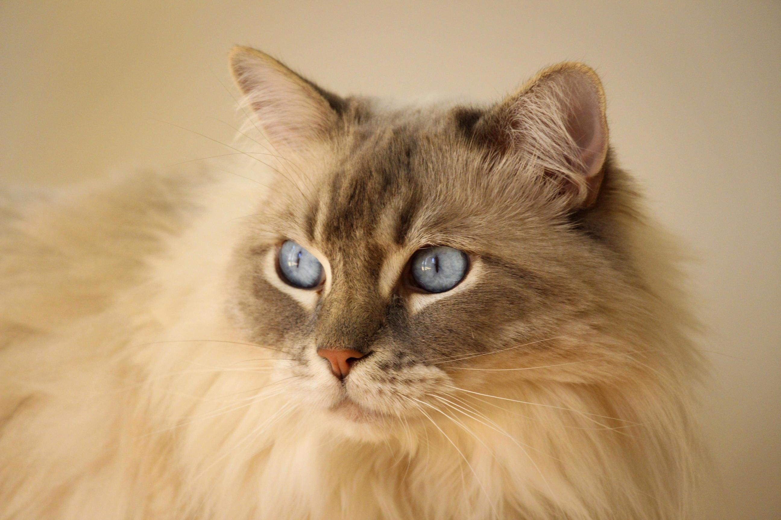 Yes- That Is the Real Colour of His Eyes
