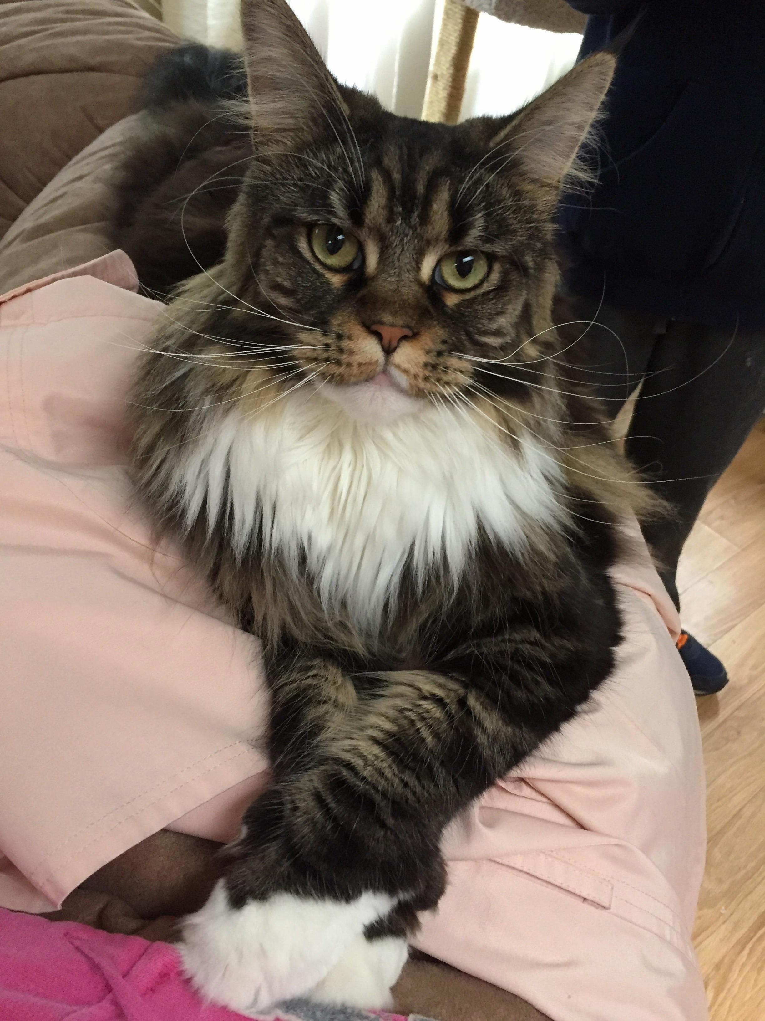 Yes You May Adore Me Hoomans